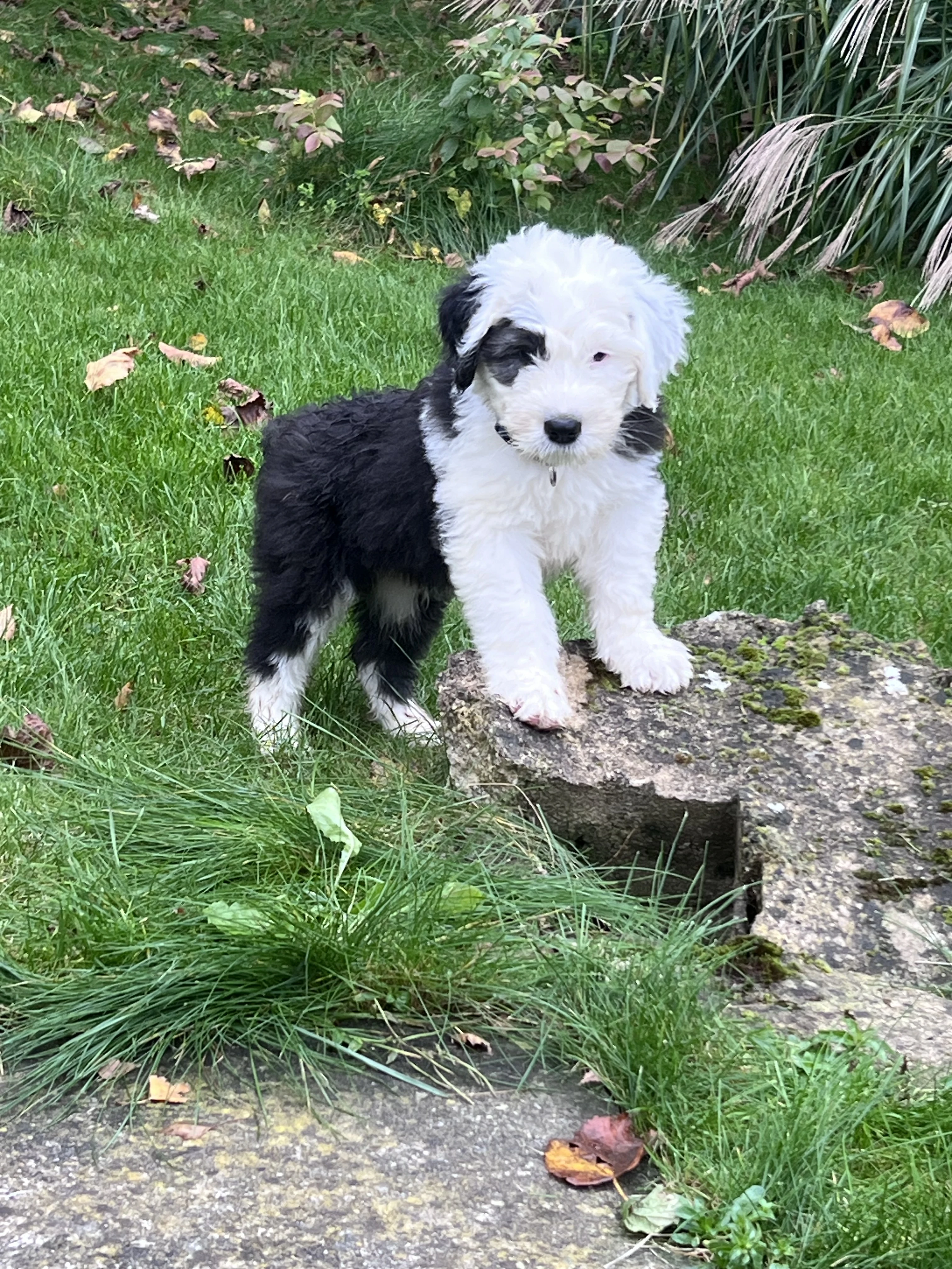 Poslední pejsek Amonek Bobtail s PP