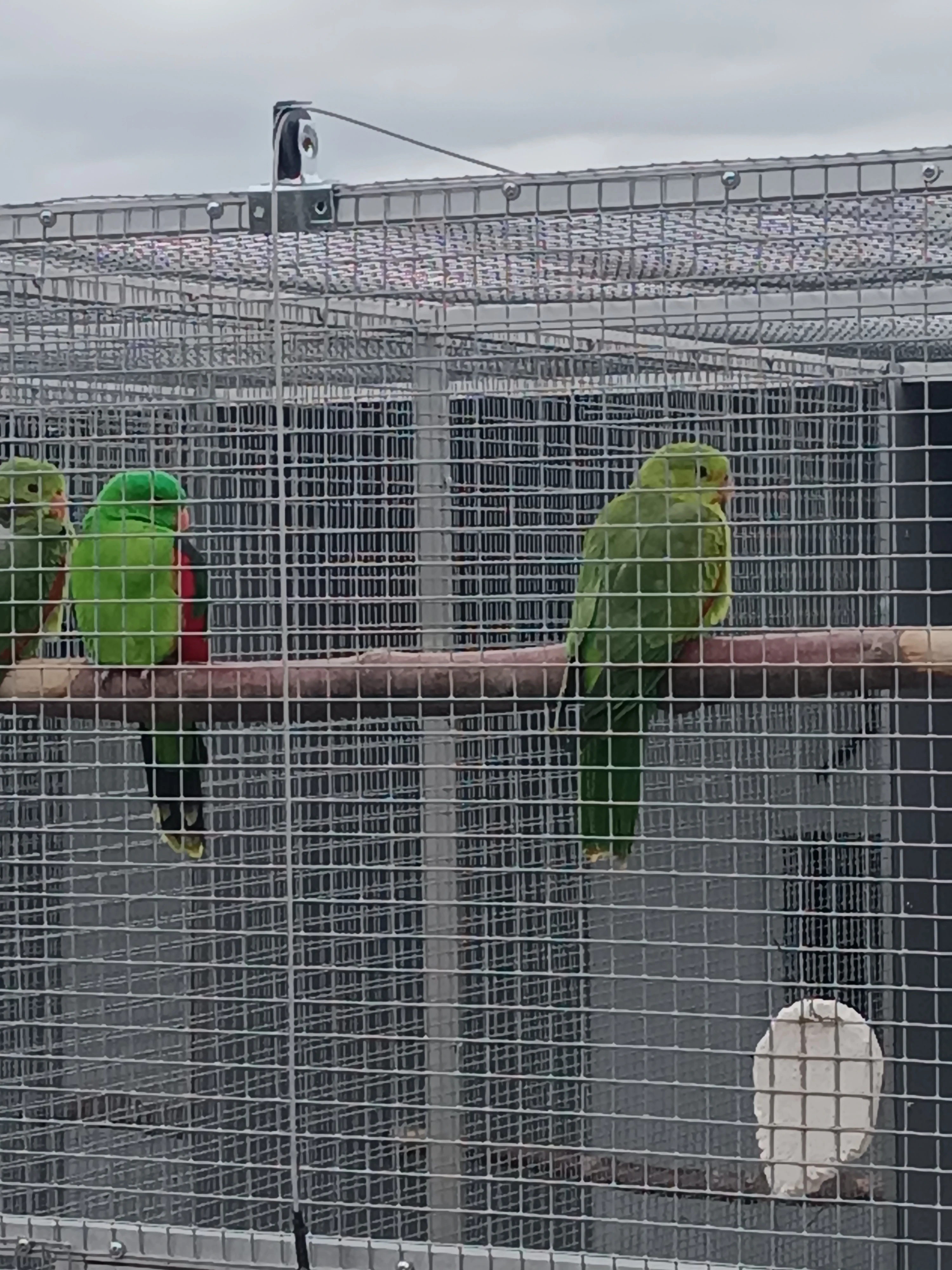 Papoušek červenokřídlý