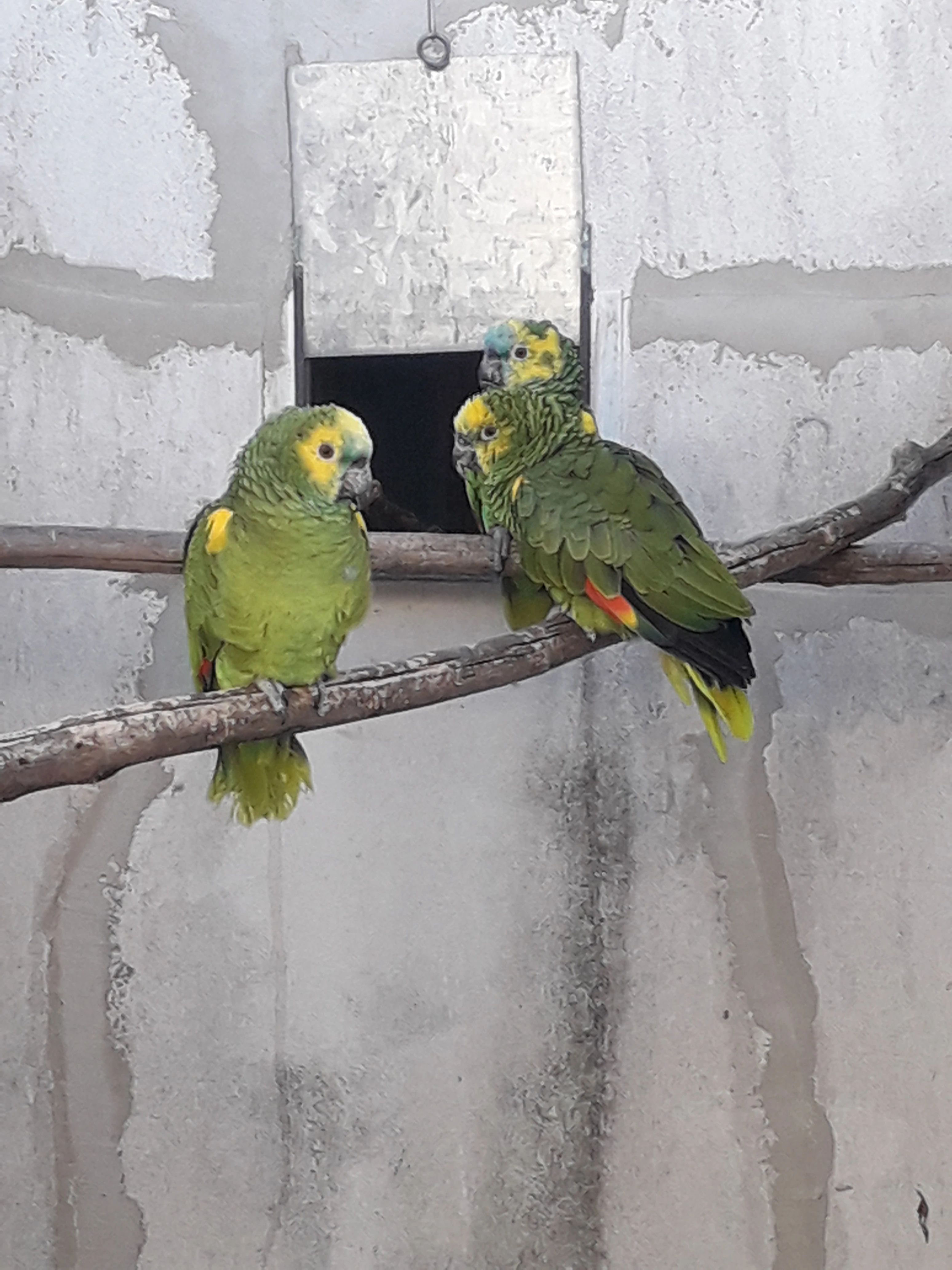 Amazoňan modročelý