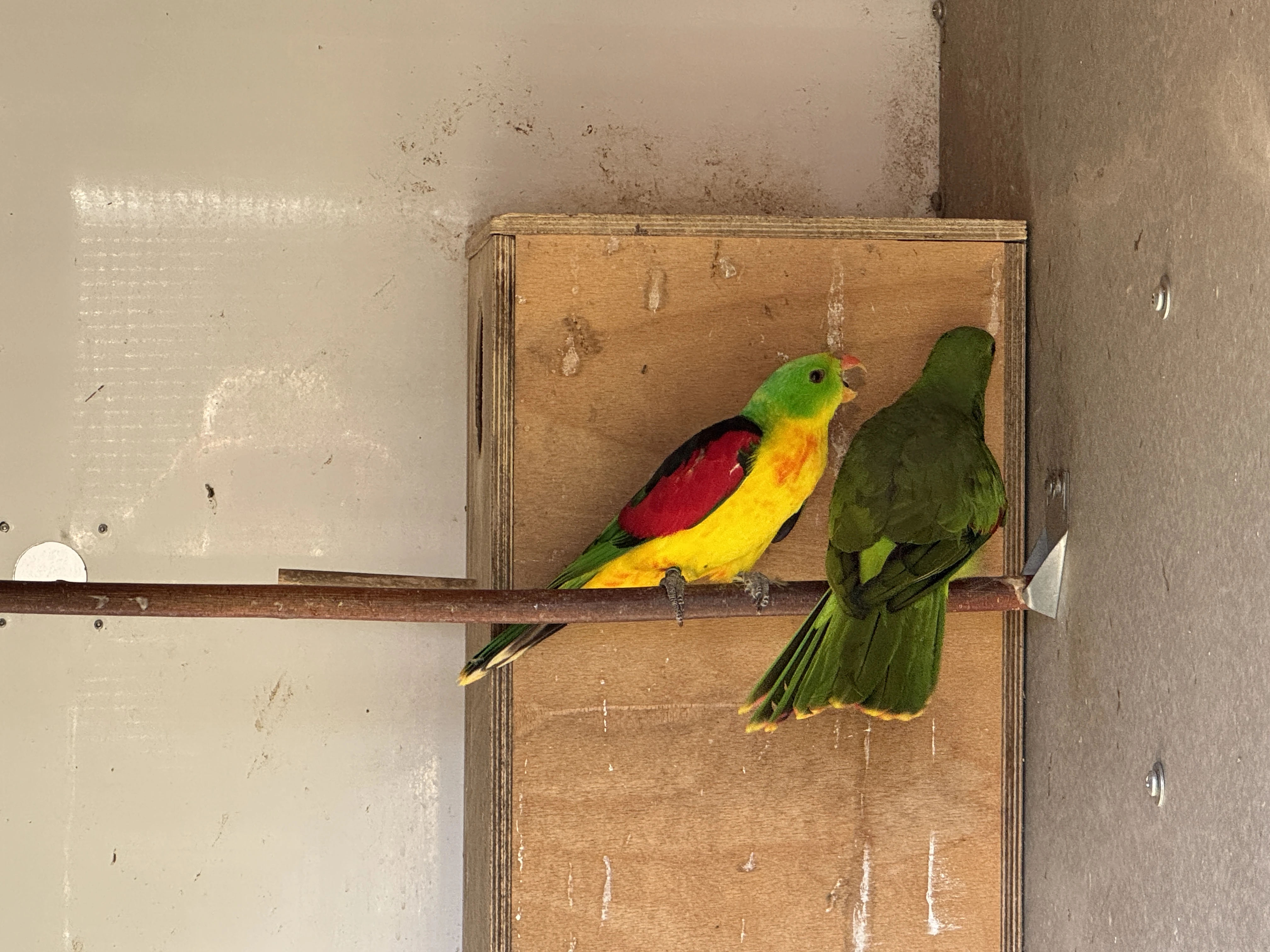 Papoušek 3,0 červenokřídlý žlutý a štěpitelný na žlutou 2025