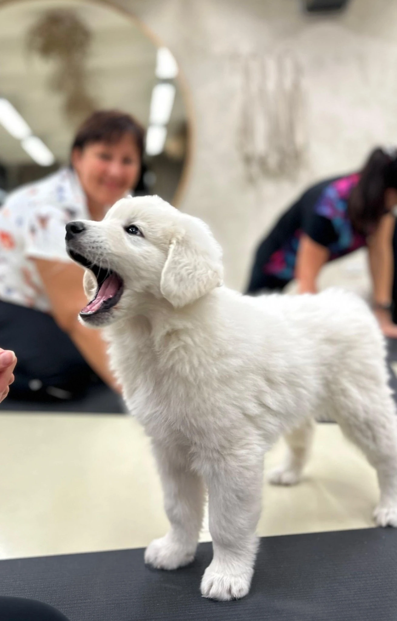 Štěně slovenského čuvače s PP – volný pejsek po zrušené rezervaci