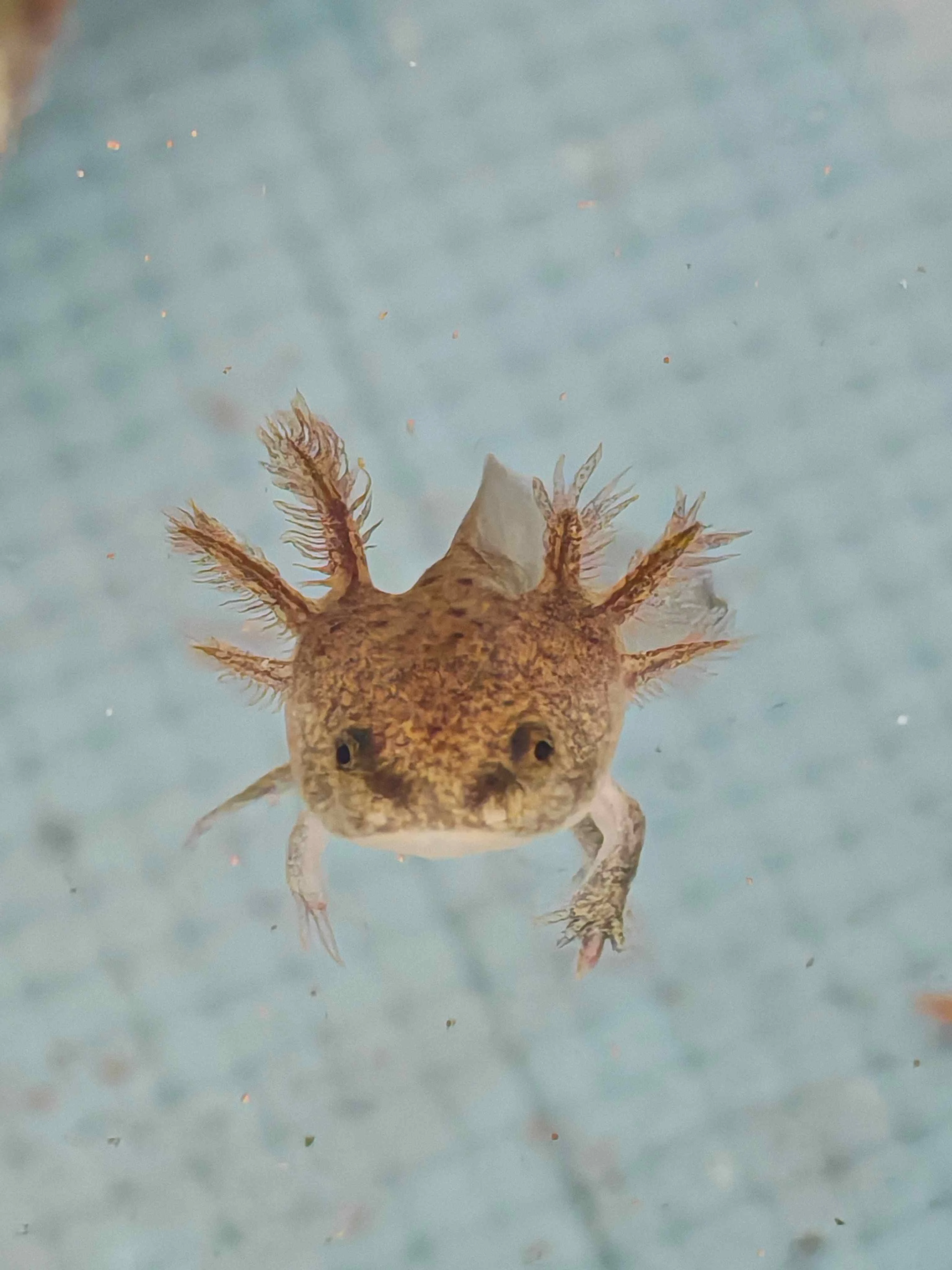 Axolotl Axelotl dráček mexický