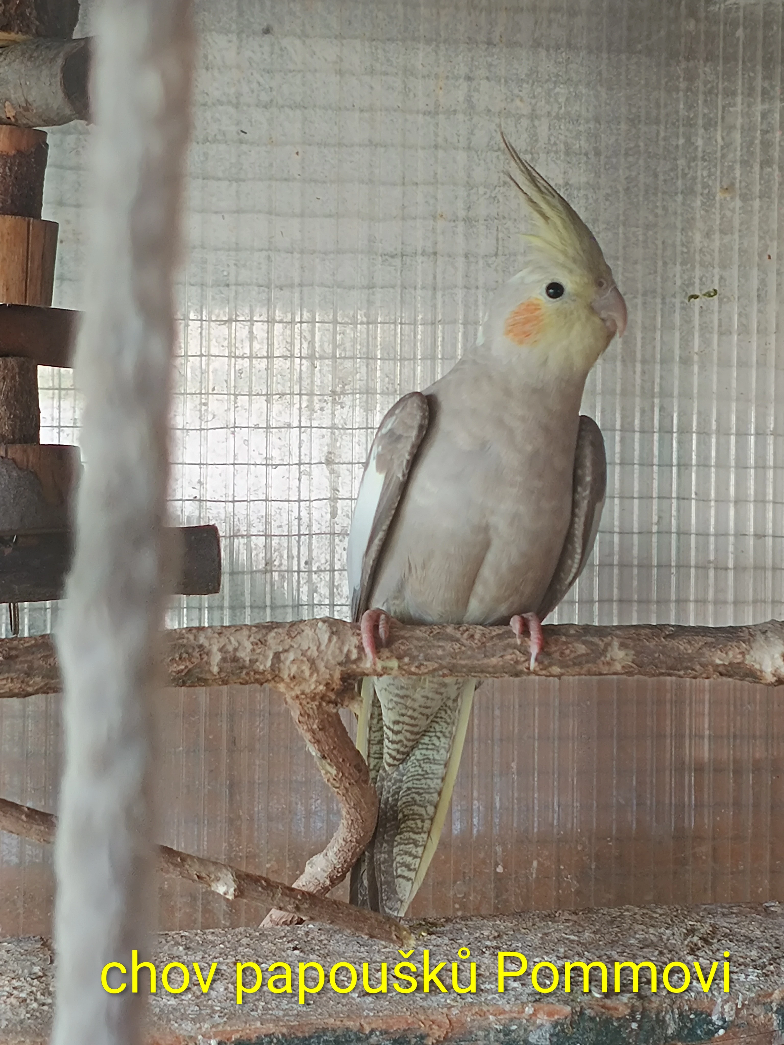 Andulka a korela r.2025