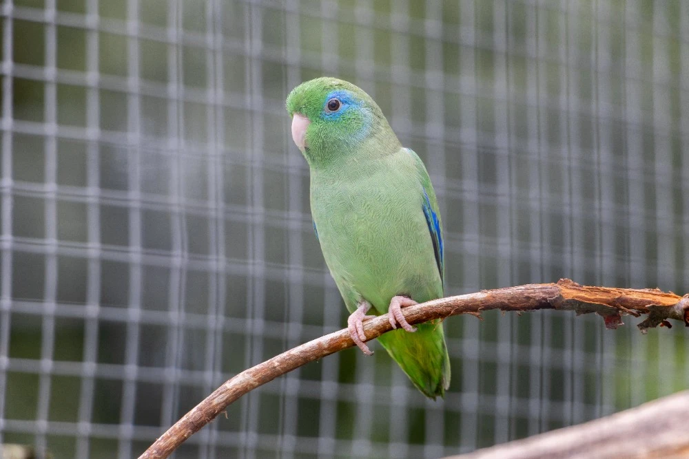 Papoušíček brýlatý