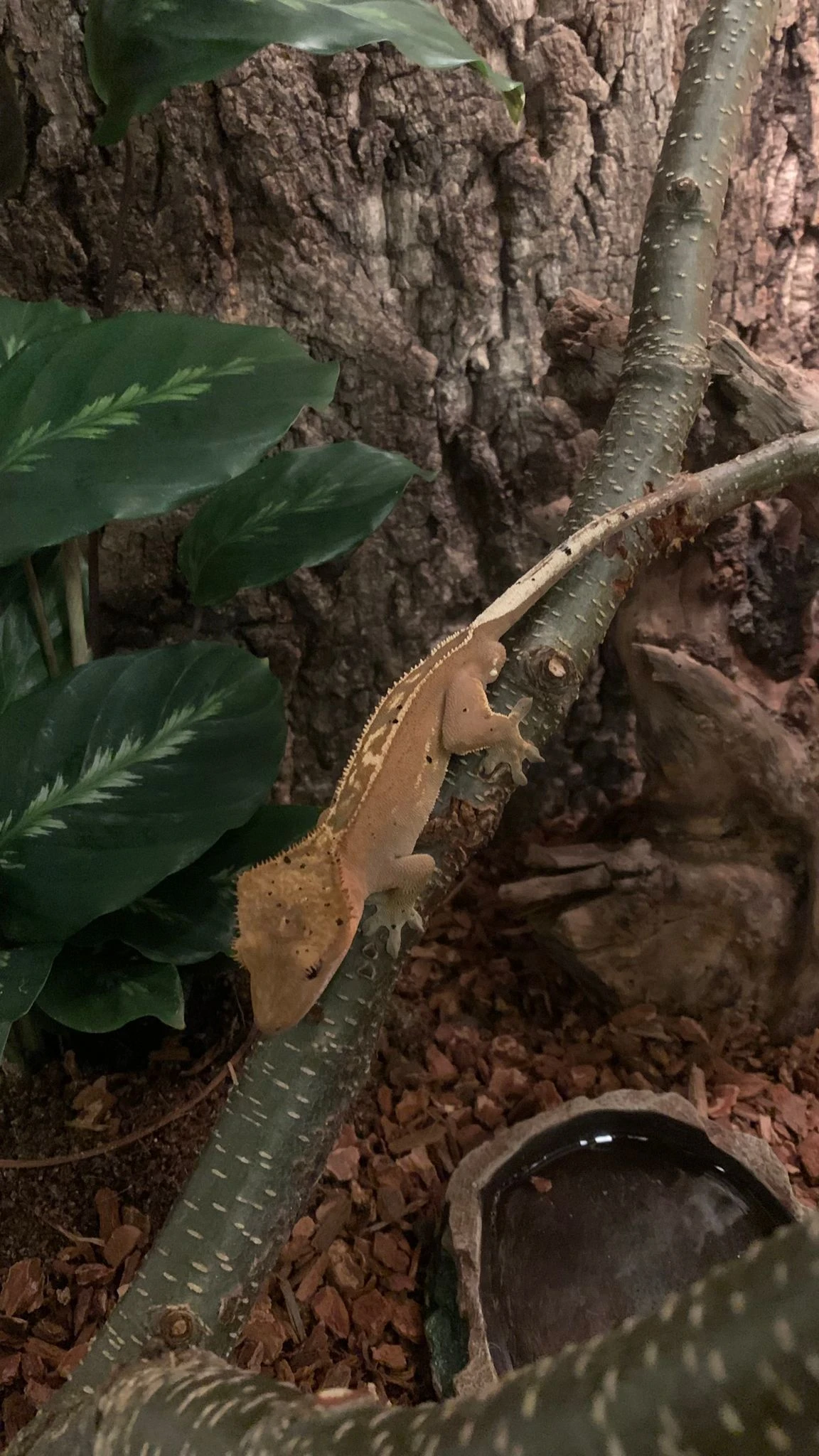 Pagekon řasnatý- prodám