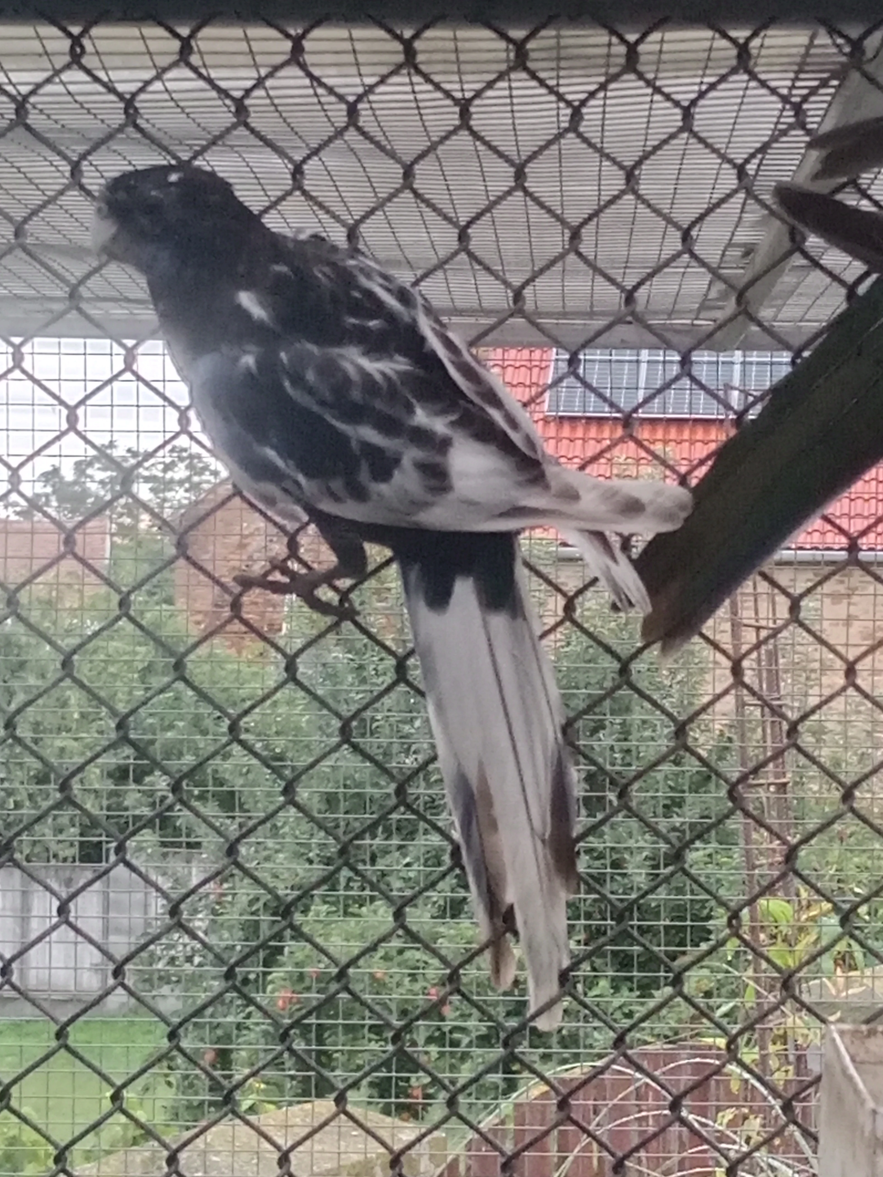 Prodám černomodrou straku