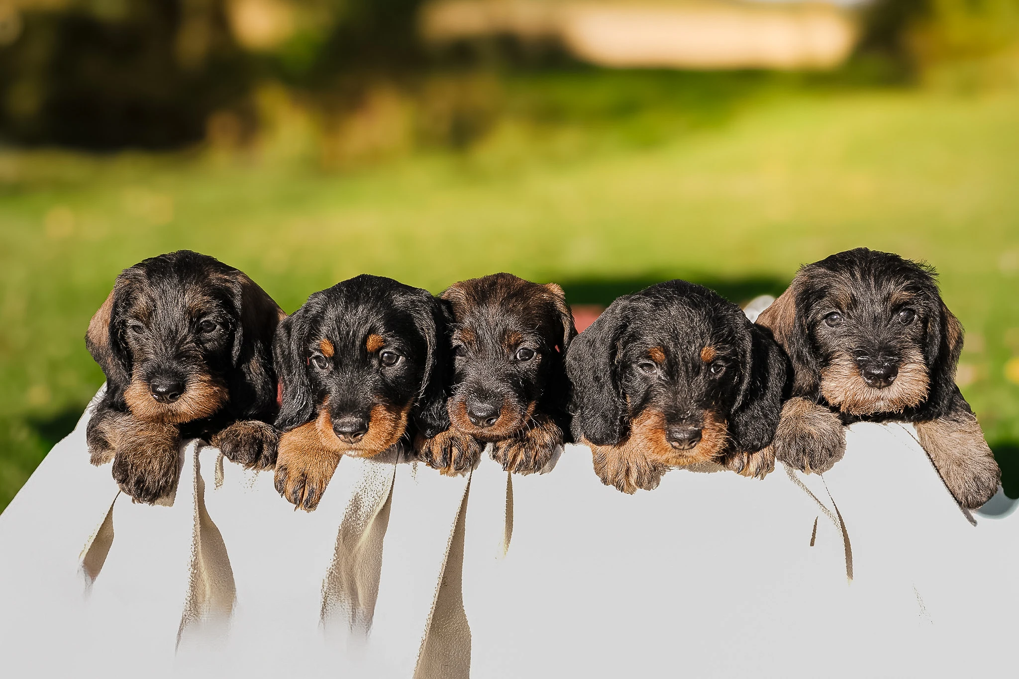 Jezevčík standard drsnosrstý