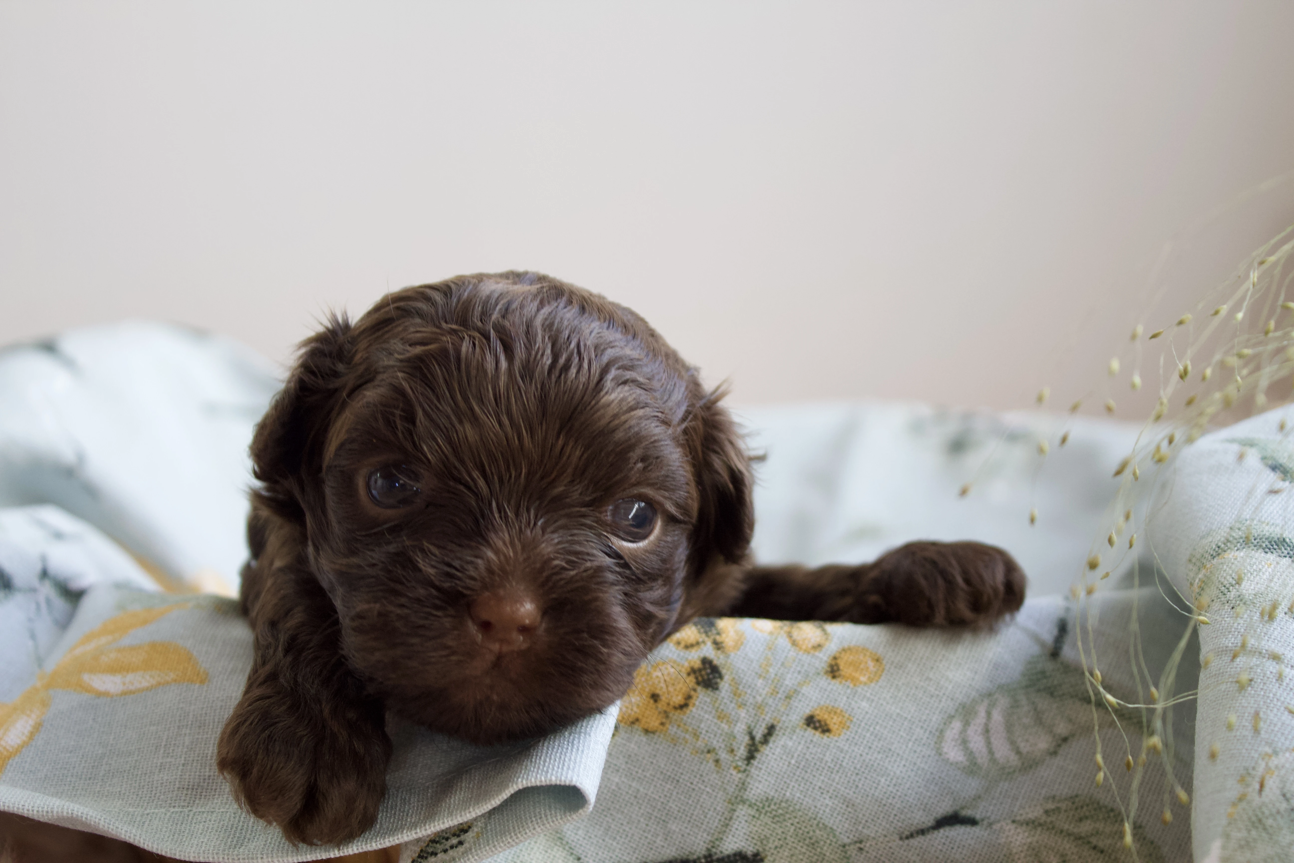 Štěně ruská barevná bolonka s PP