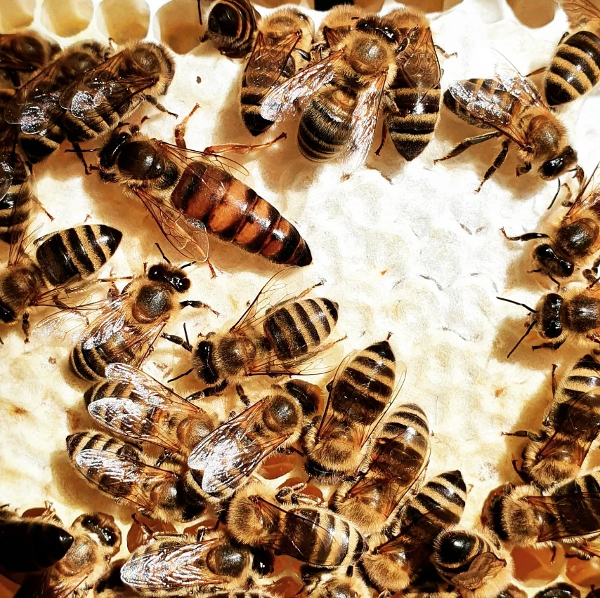 Vyzimované oddělky 2026, včely, včelstva