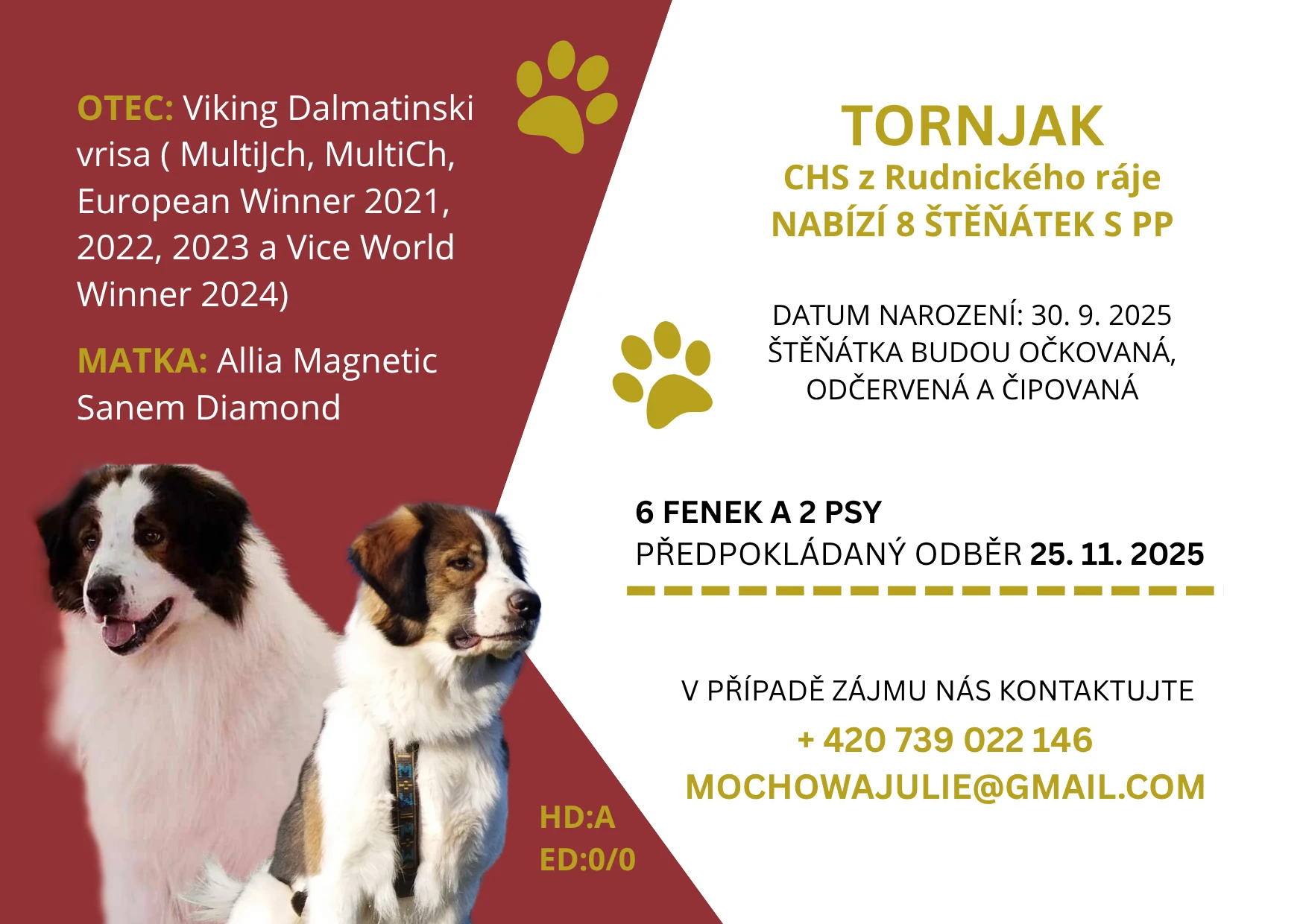 Štěňátka tornjak s chorvatským genem