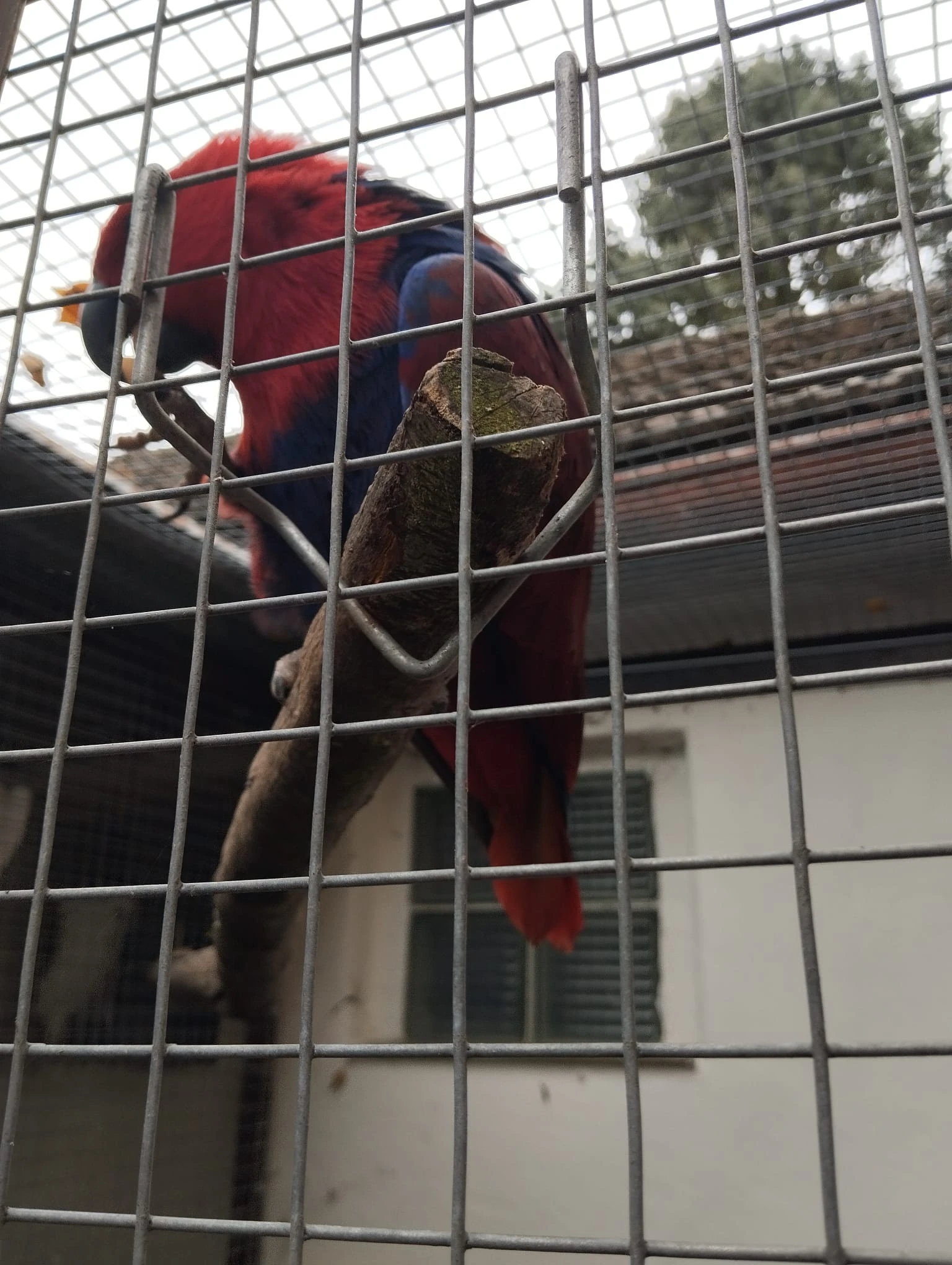 Eklektus polychloros 1.1