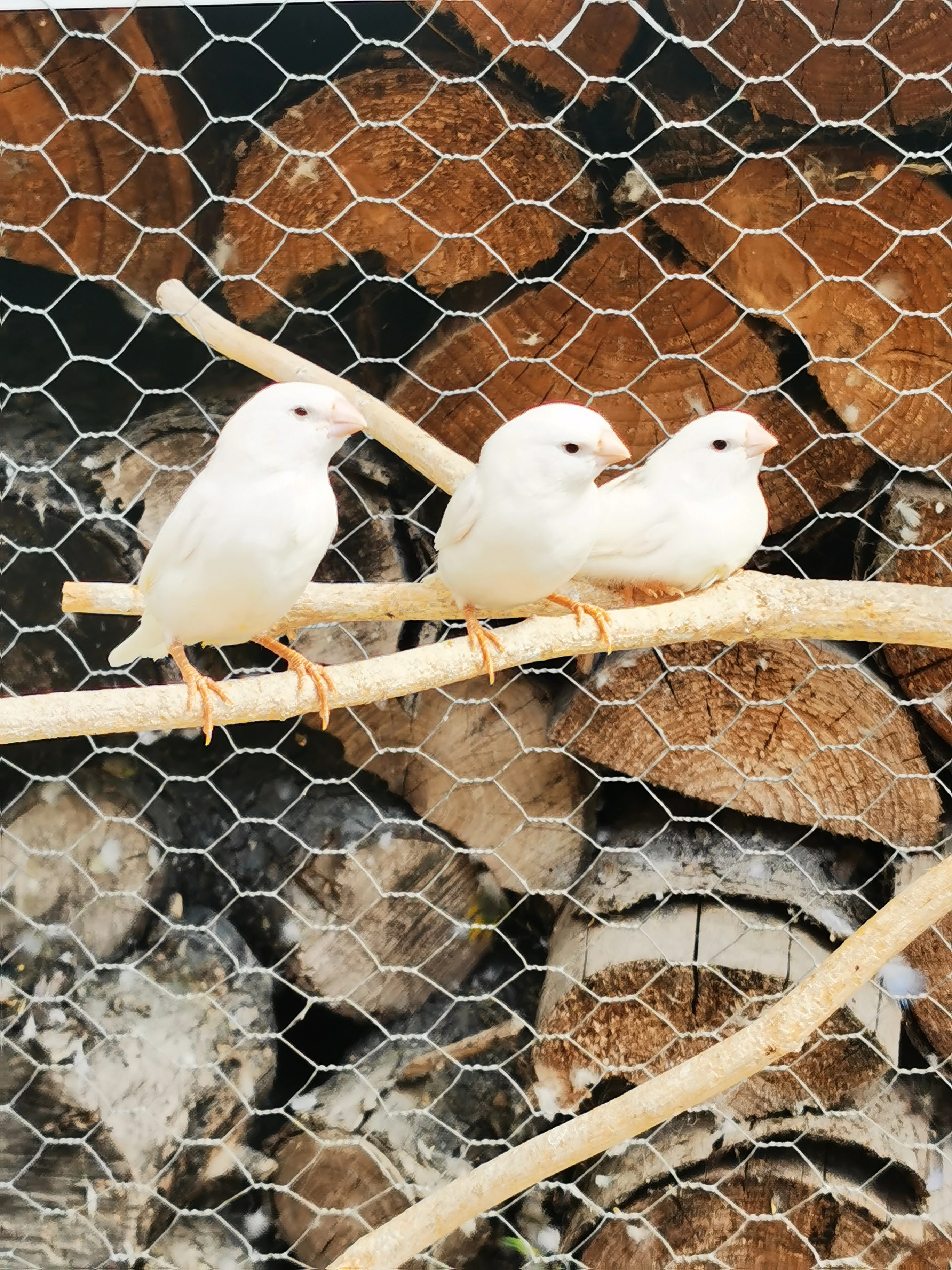 Zebřička pestrá 2025 KLADNO 1.11.2025
