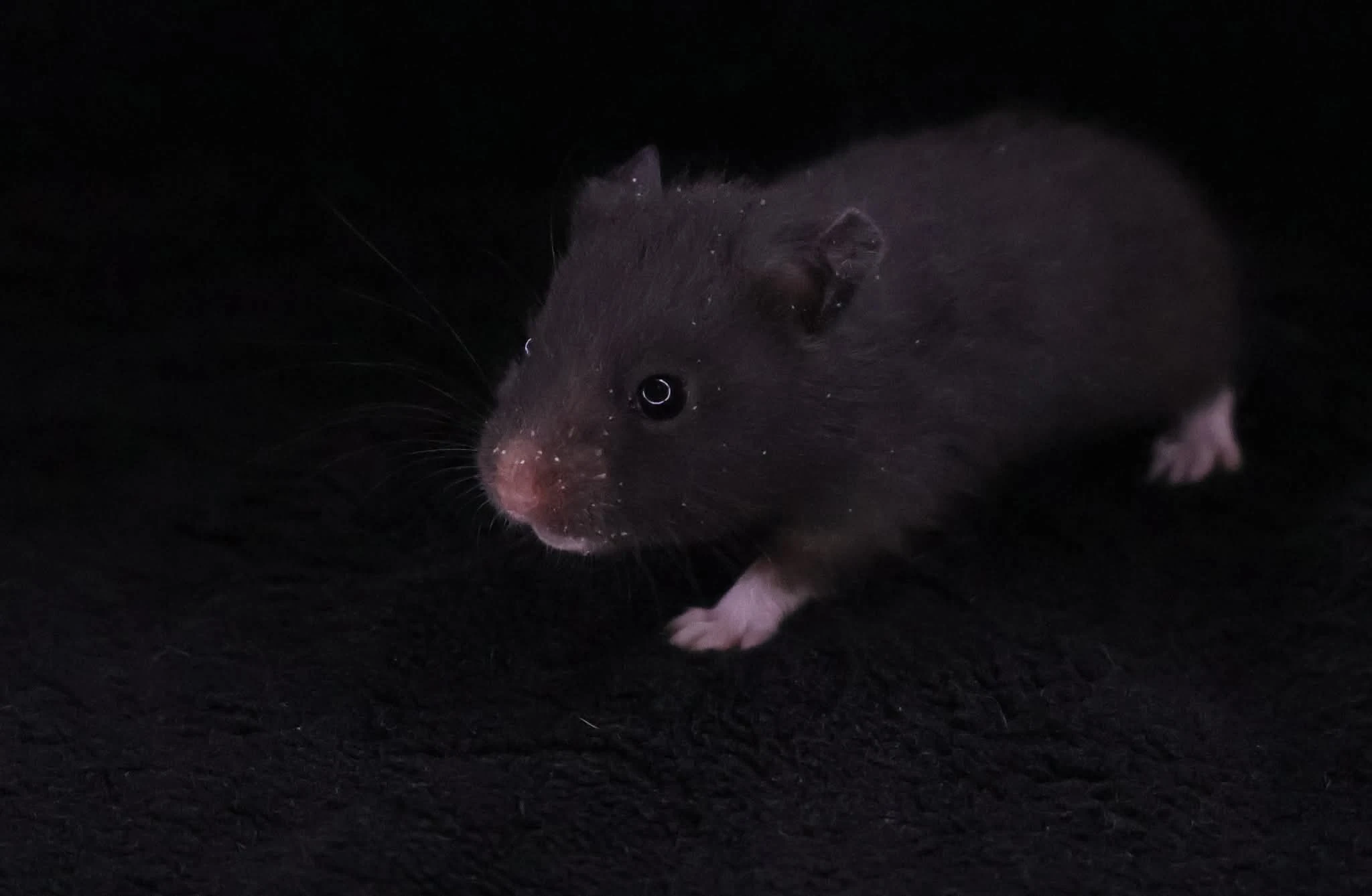 Křeček syrský s PP - samičky z vrhu G