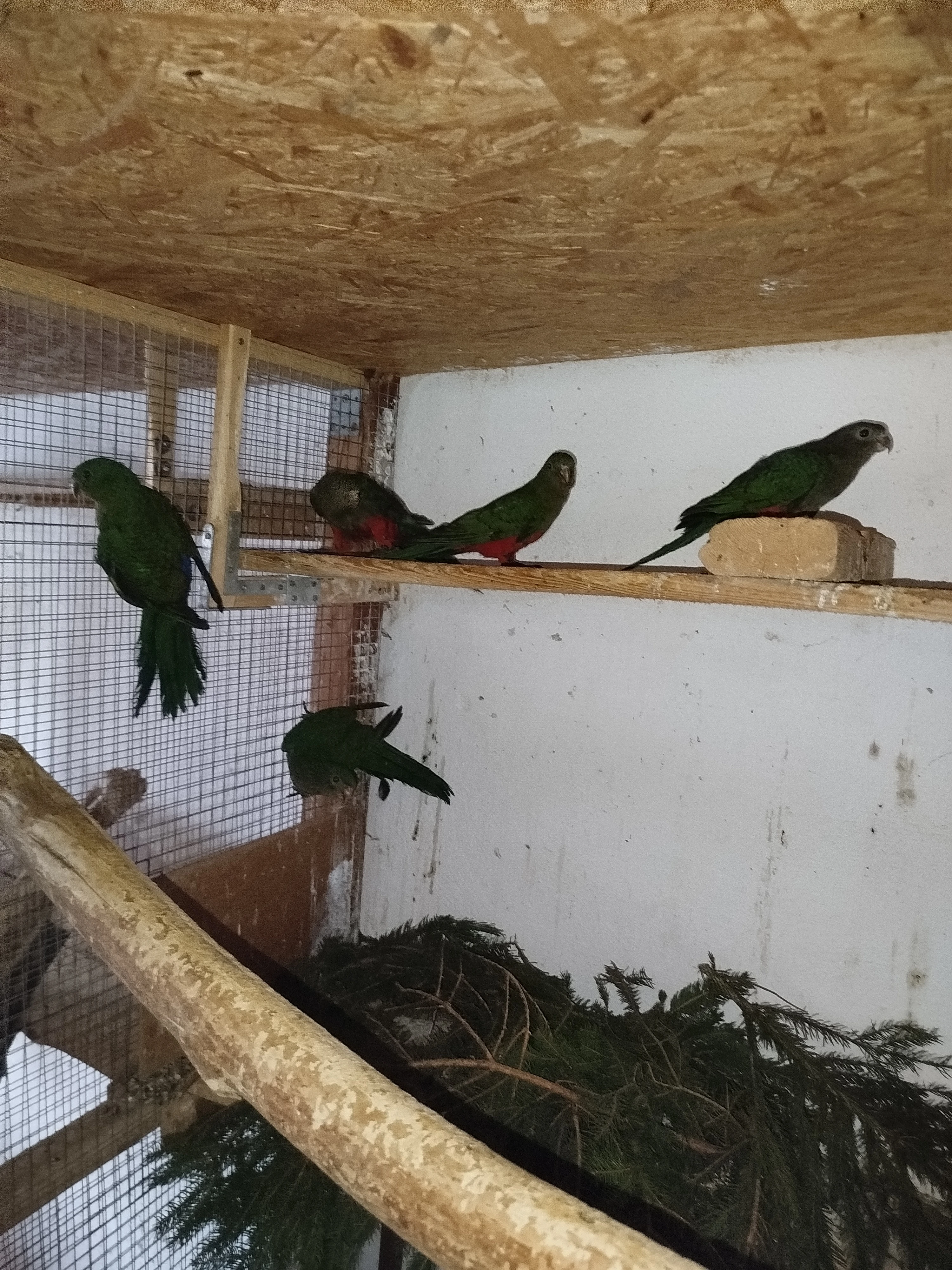 Prodám letošní mladé Papouška Královského