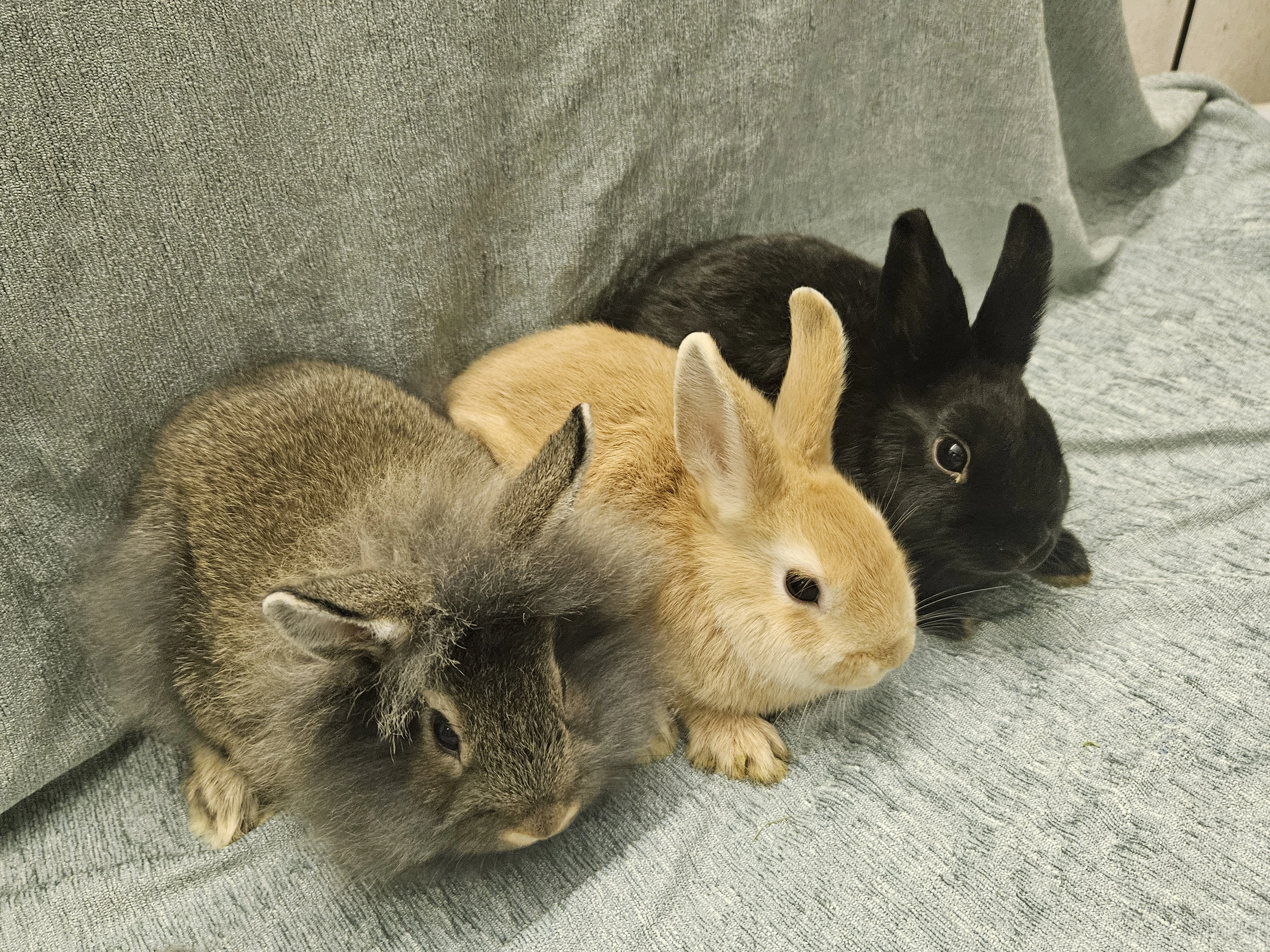 Zakrslý králíček