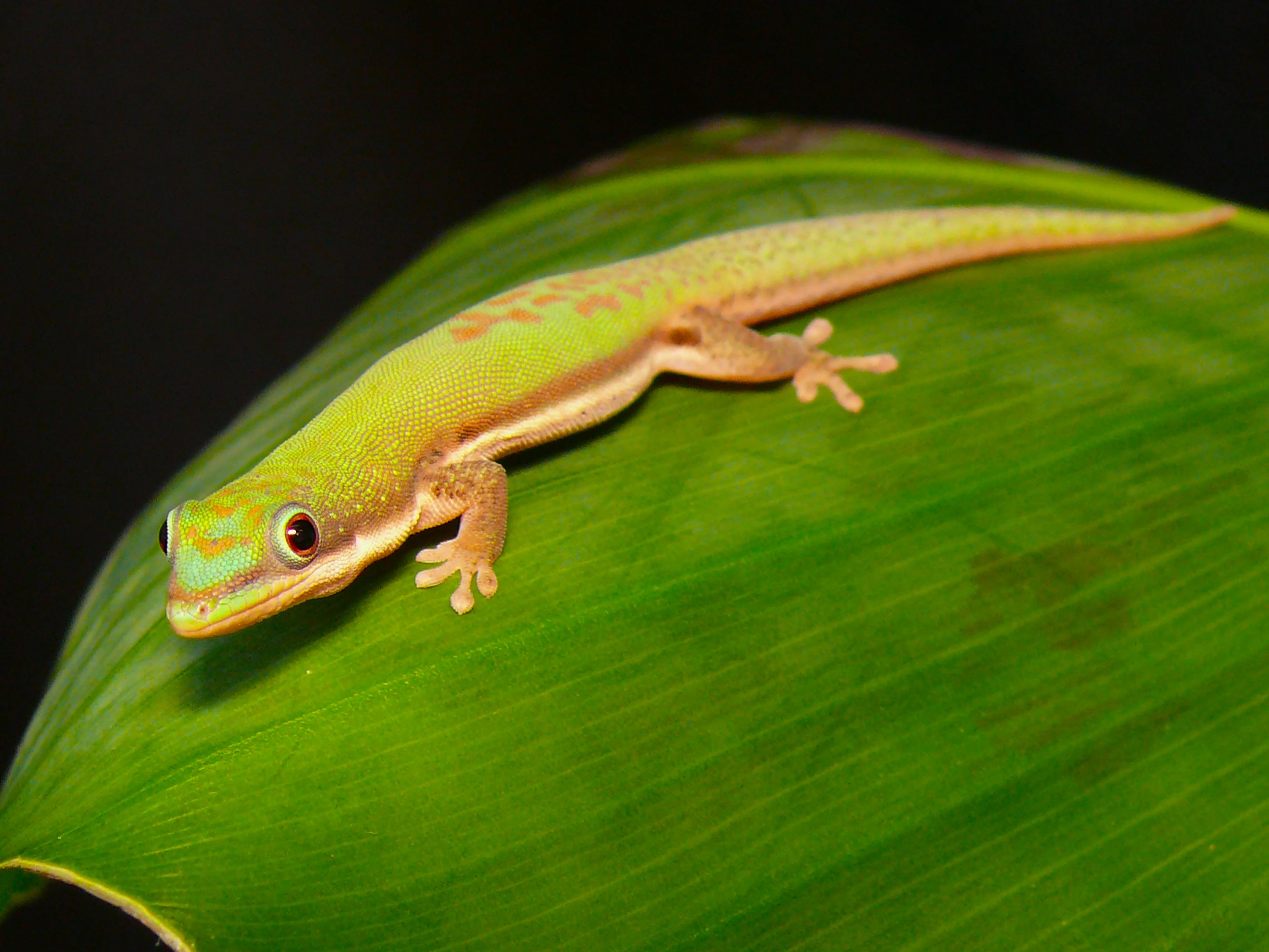 Phelsuma lineata, Lamprolepis, Lamprophis