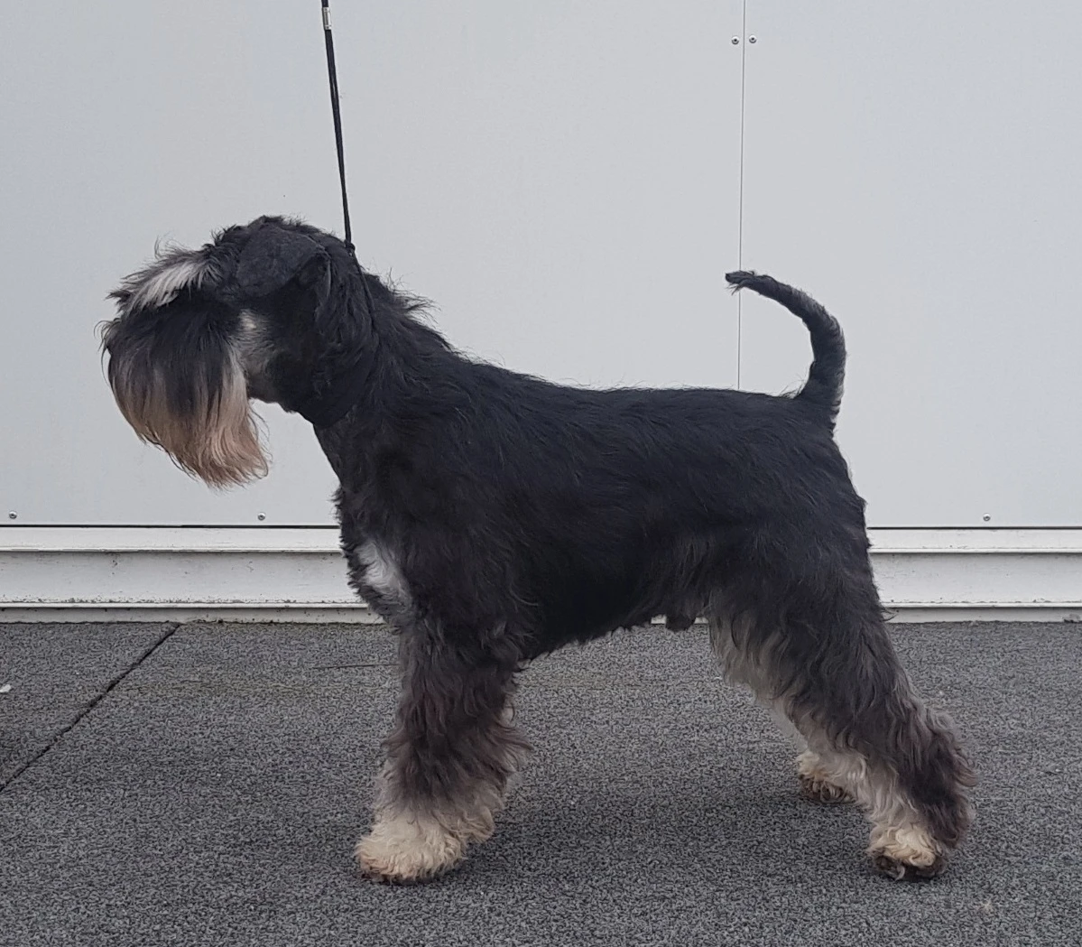 Knírač malý černostříbřitý - štěńátka s P.P.