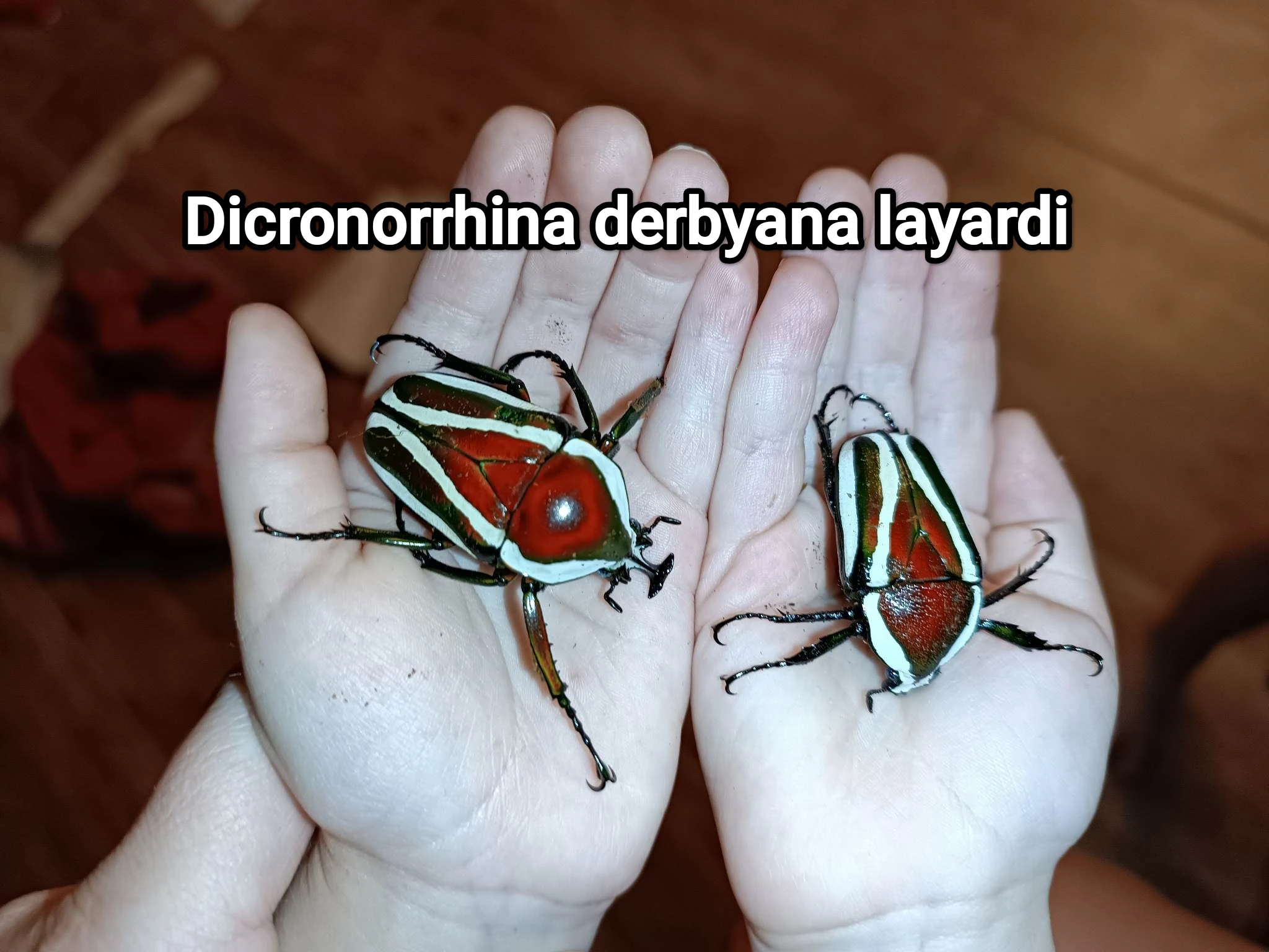 Brouci atd - přebytky 25.10.