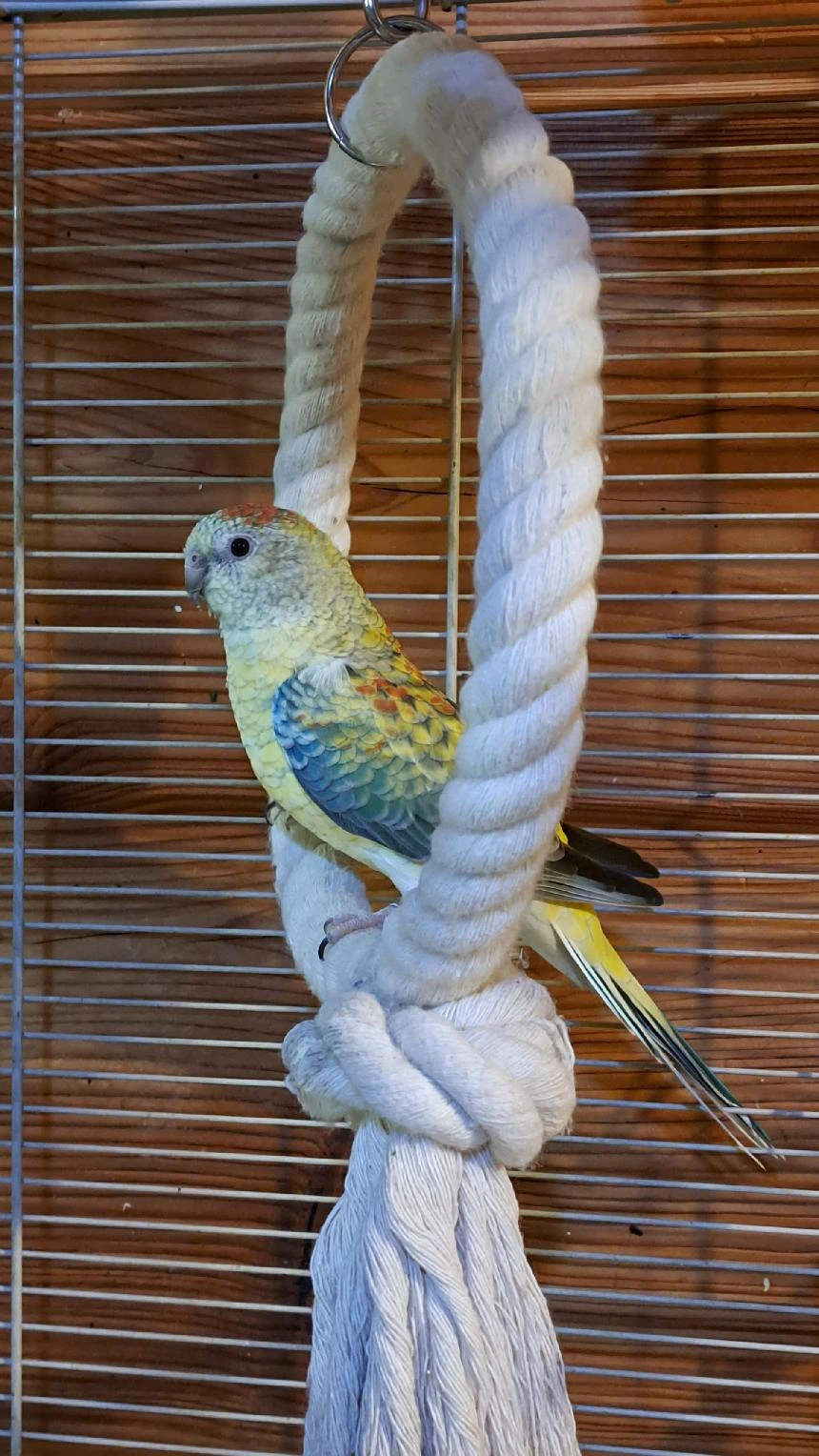 Samec papouška zpevaveho