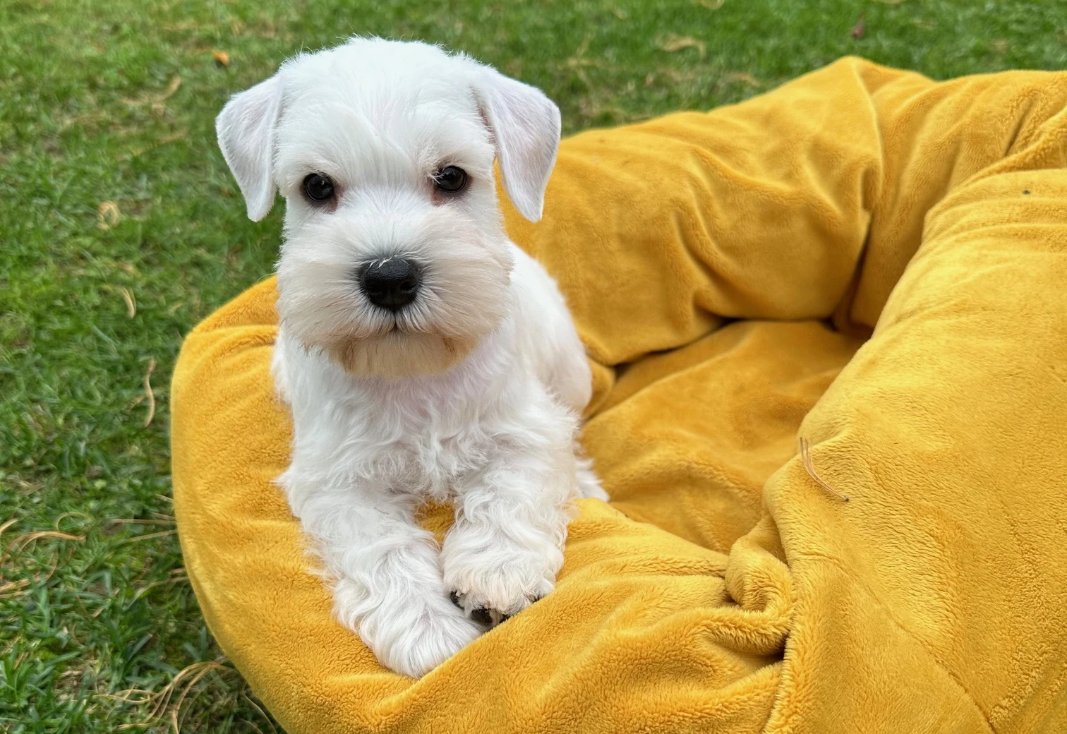 Knírač malý bílý - štěňátka s PP