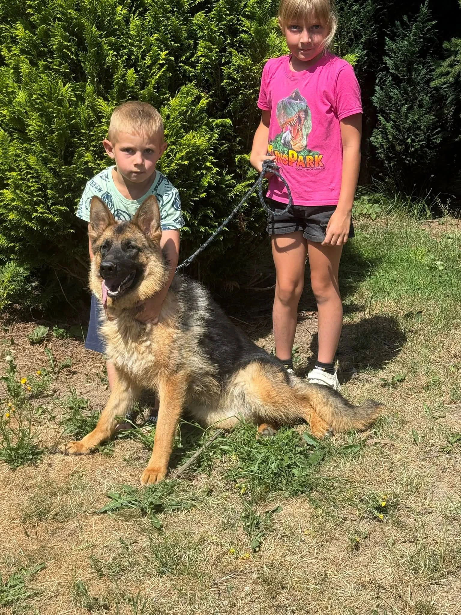 Německý ovčák Fena