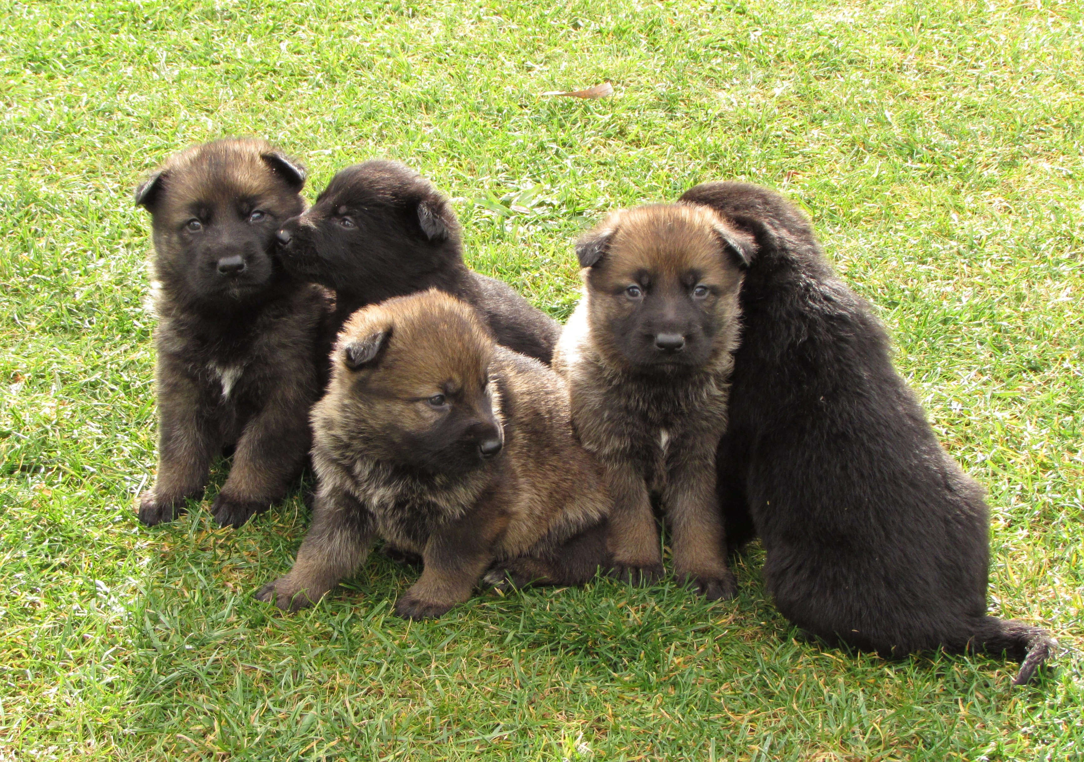 Německý ovčák - štěňata s PP