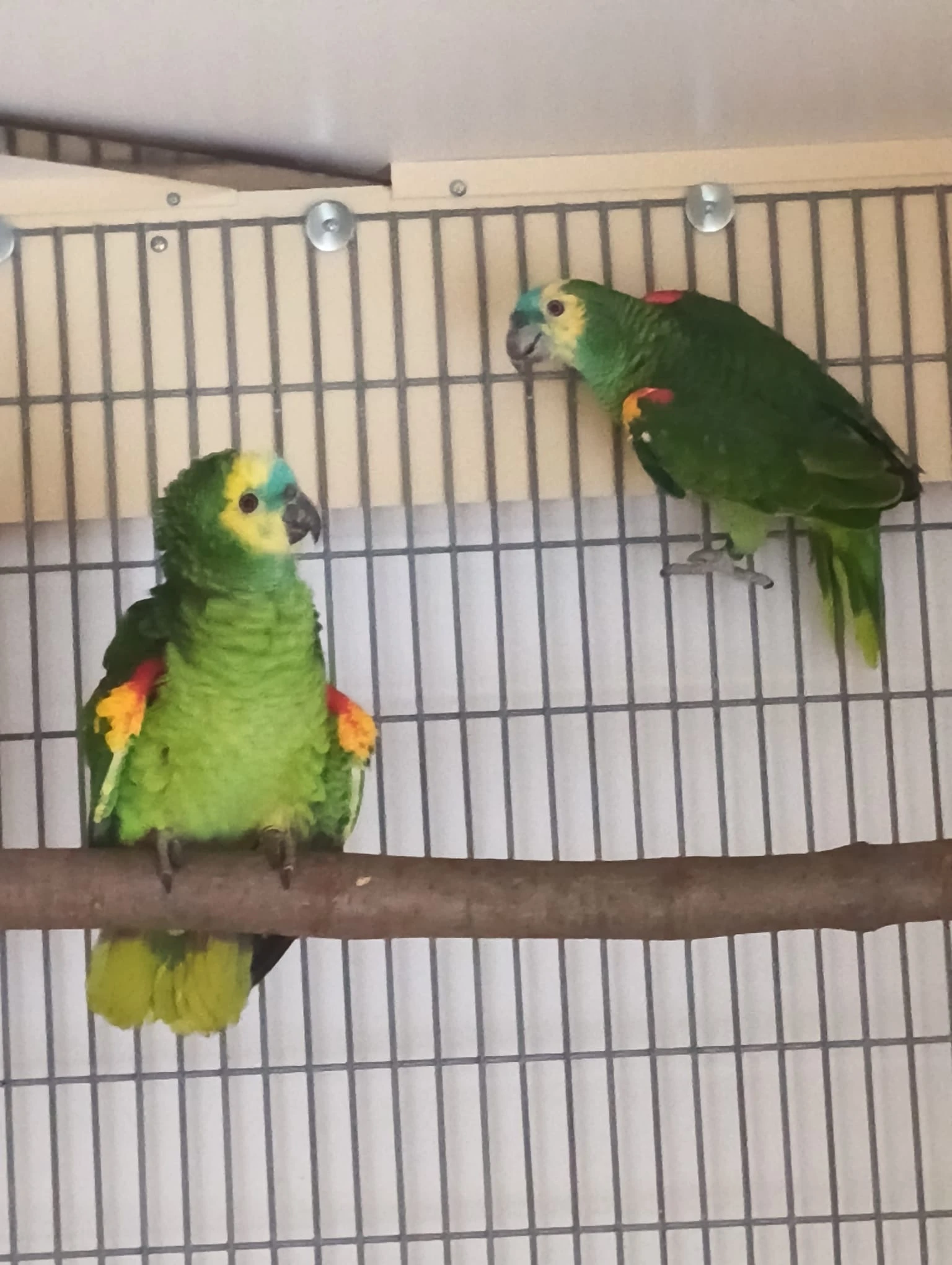 Amazoňan modročelý samice