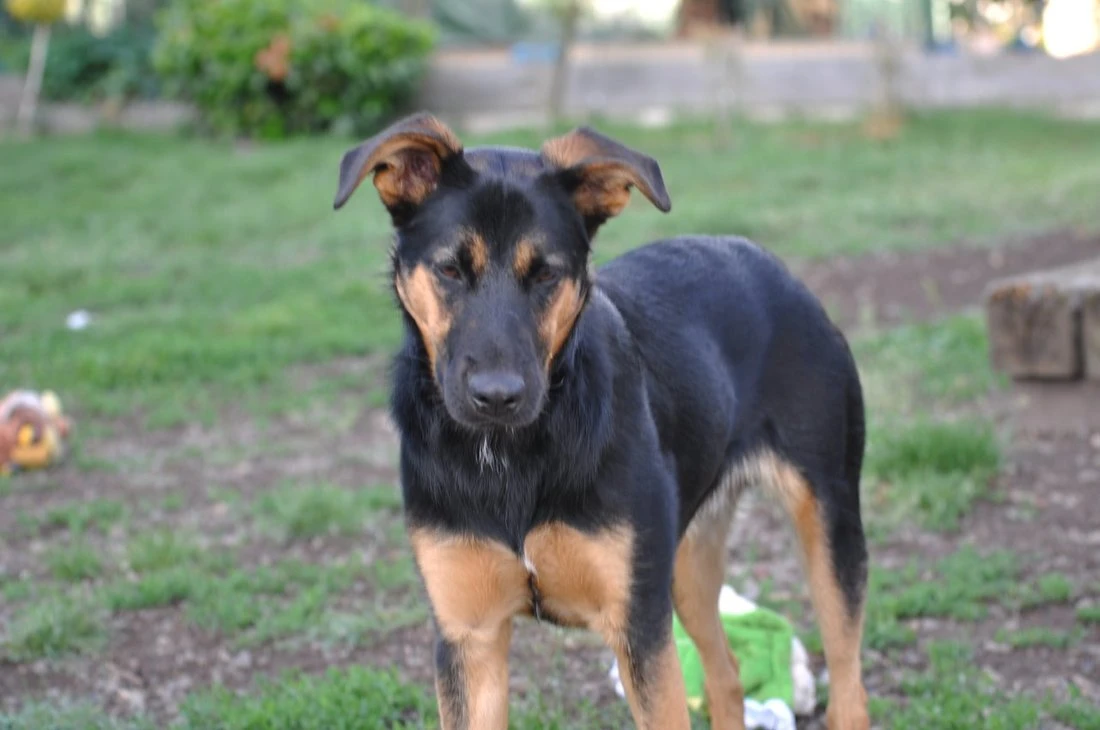 Hektor- jako štěněti mu zlomili ocas, hledá trpělivý domov