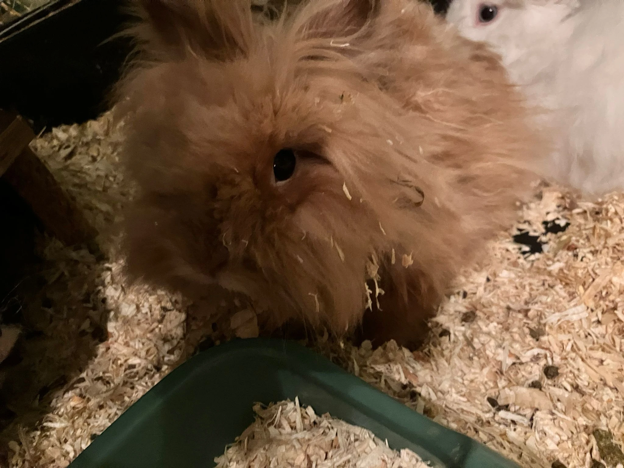 Králík lvíček samec