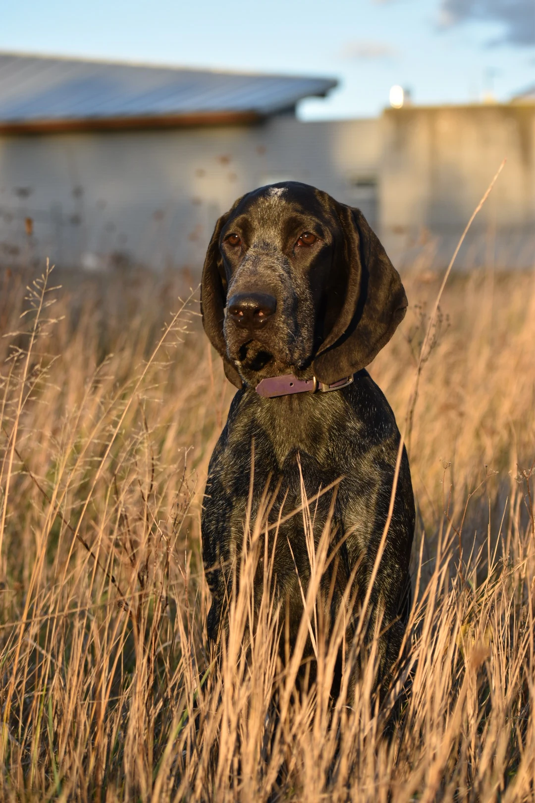 Pejsek auvergnéského ohaře