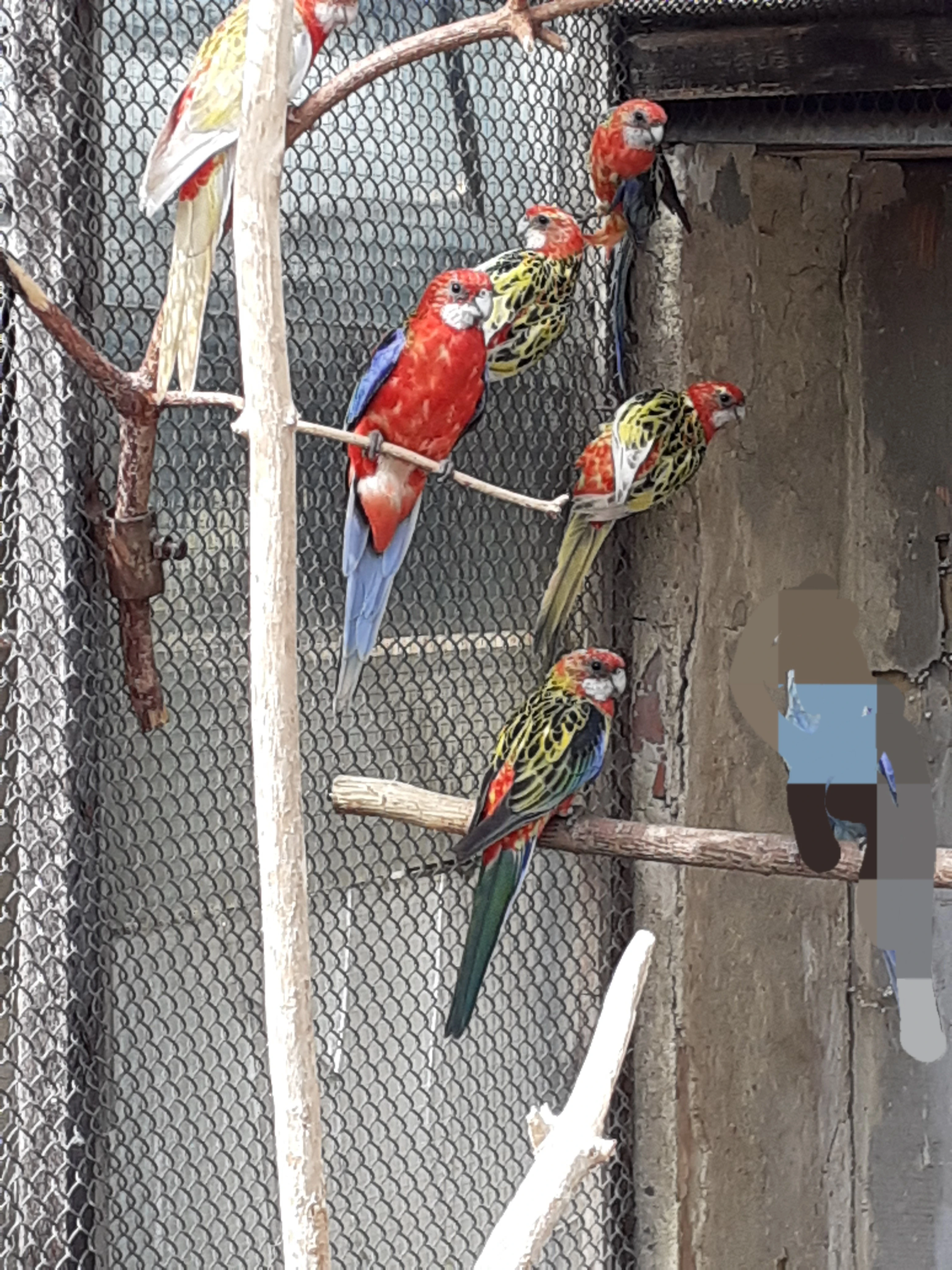 Rosela pestrá  - 2,3 - kroužek 25