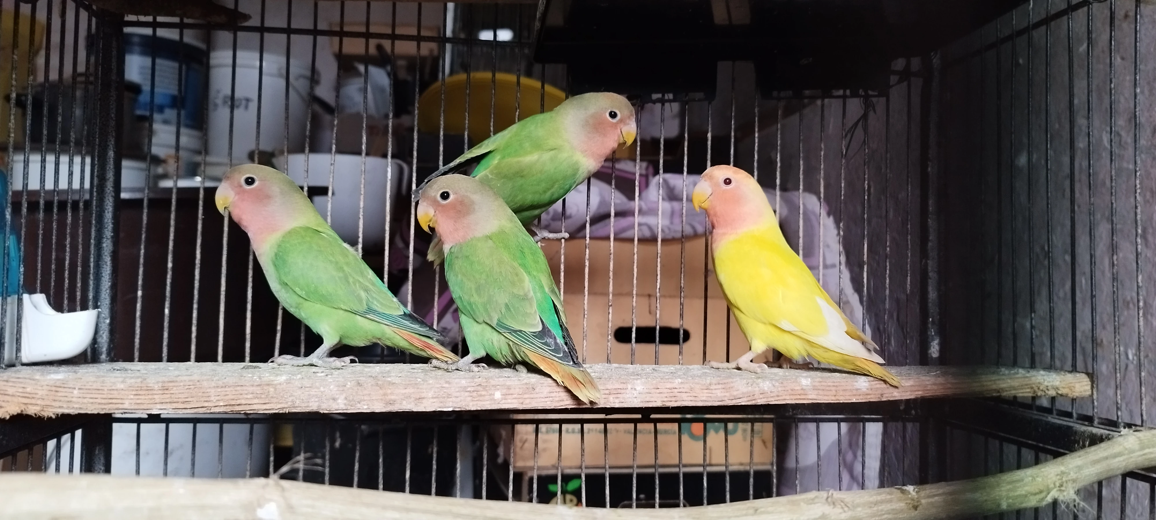 Agapornis růžohrdlý opalin