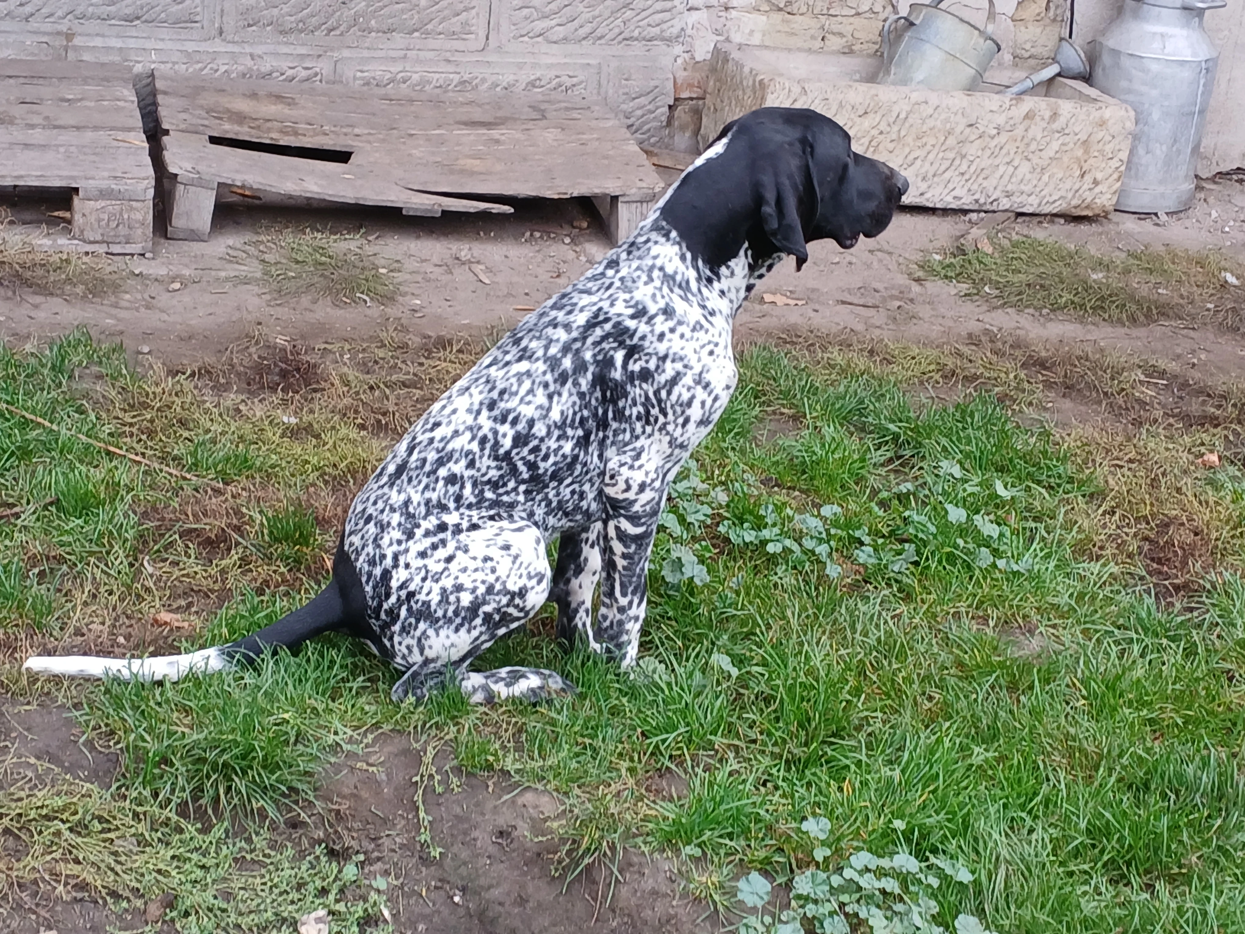 Prodám pejska nko s PP