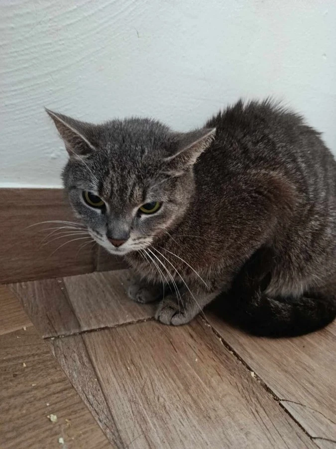 Julča hledá pohodový a milující domov