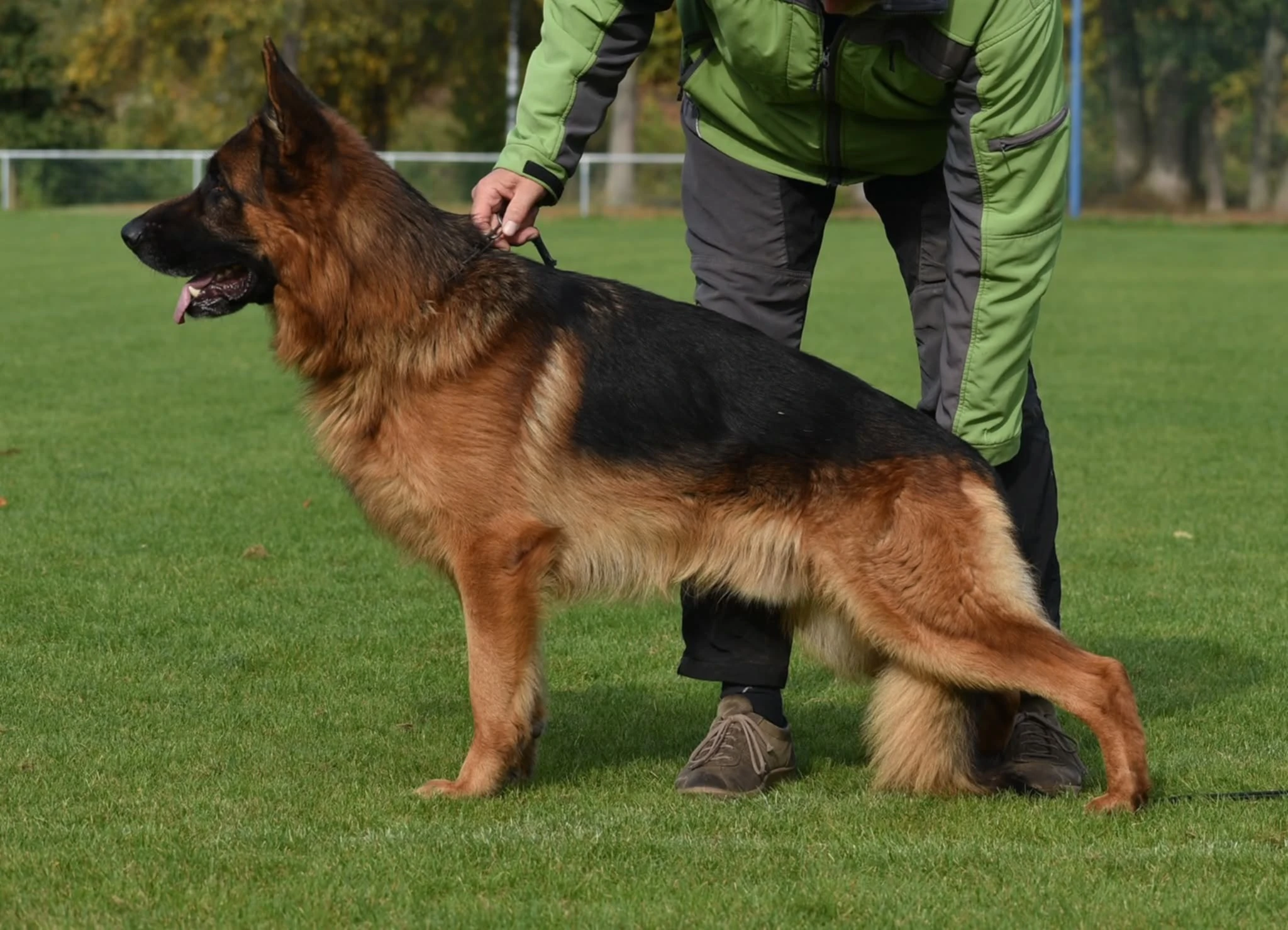 Německý ovčák - štěňátka s PP