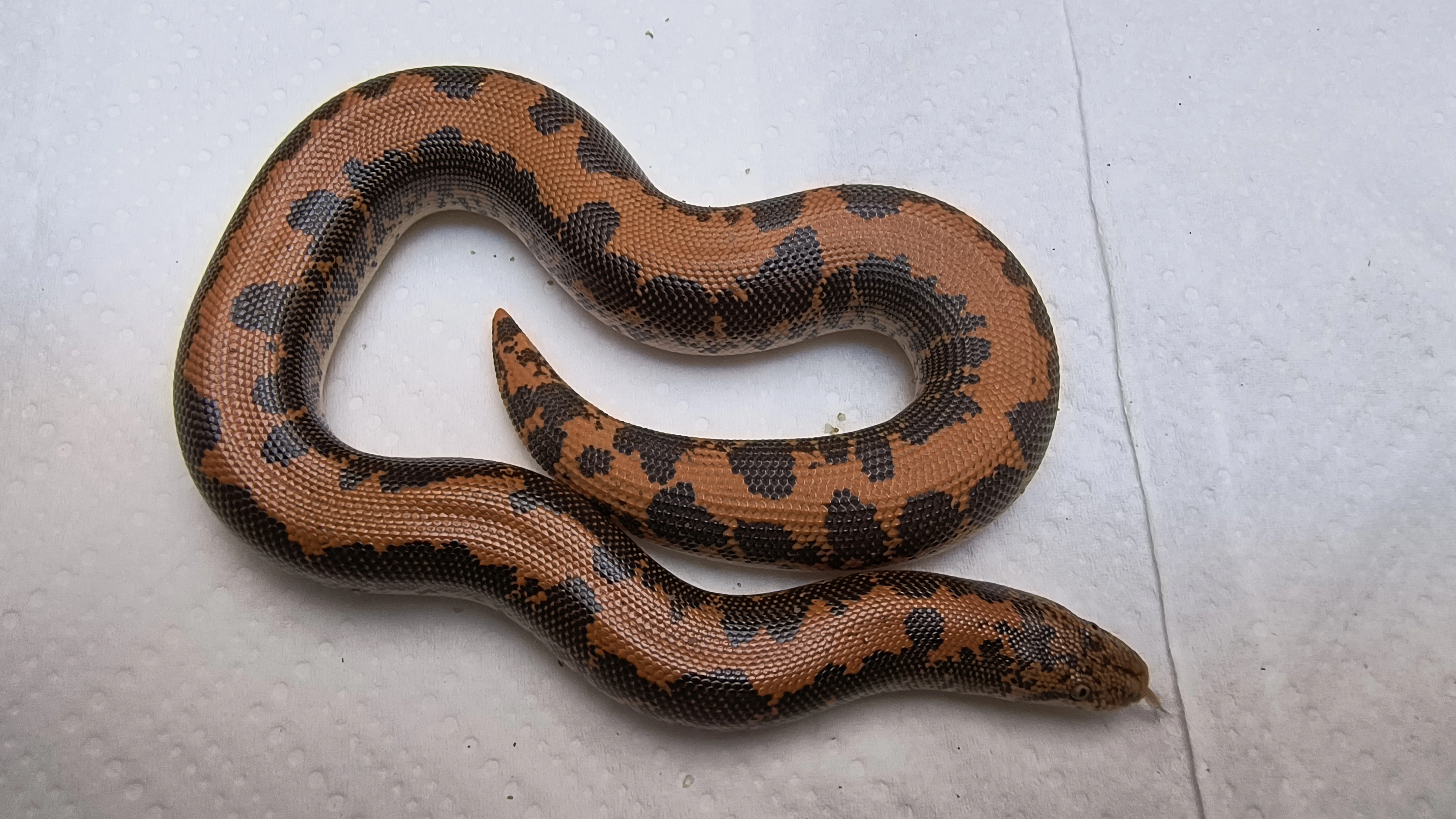 Gongylophis colubrinus loveridgei