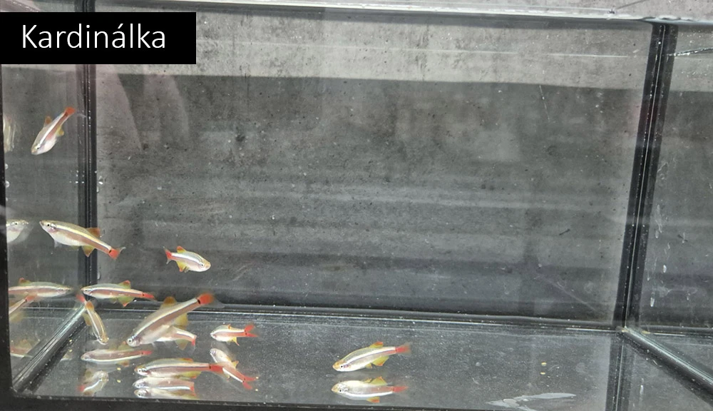 Kardinálky, gupky, pancéřníčci, ancistrusi, šneci