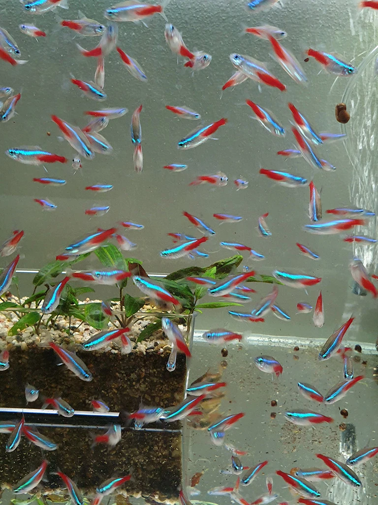 Neonky, kardinálky, gupky, pancéřníčci, ancistrusi, šneci