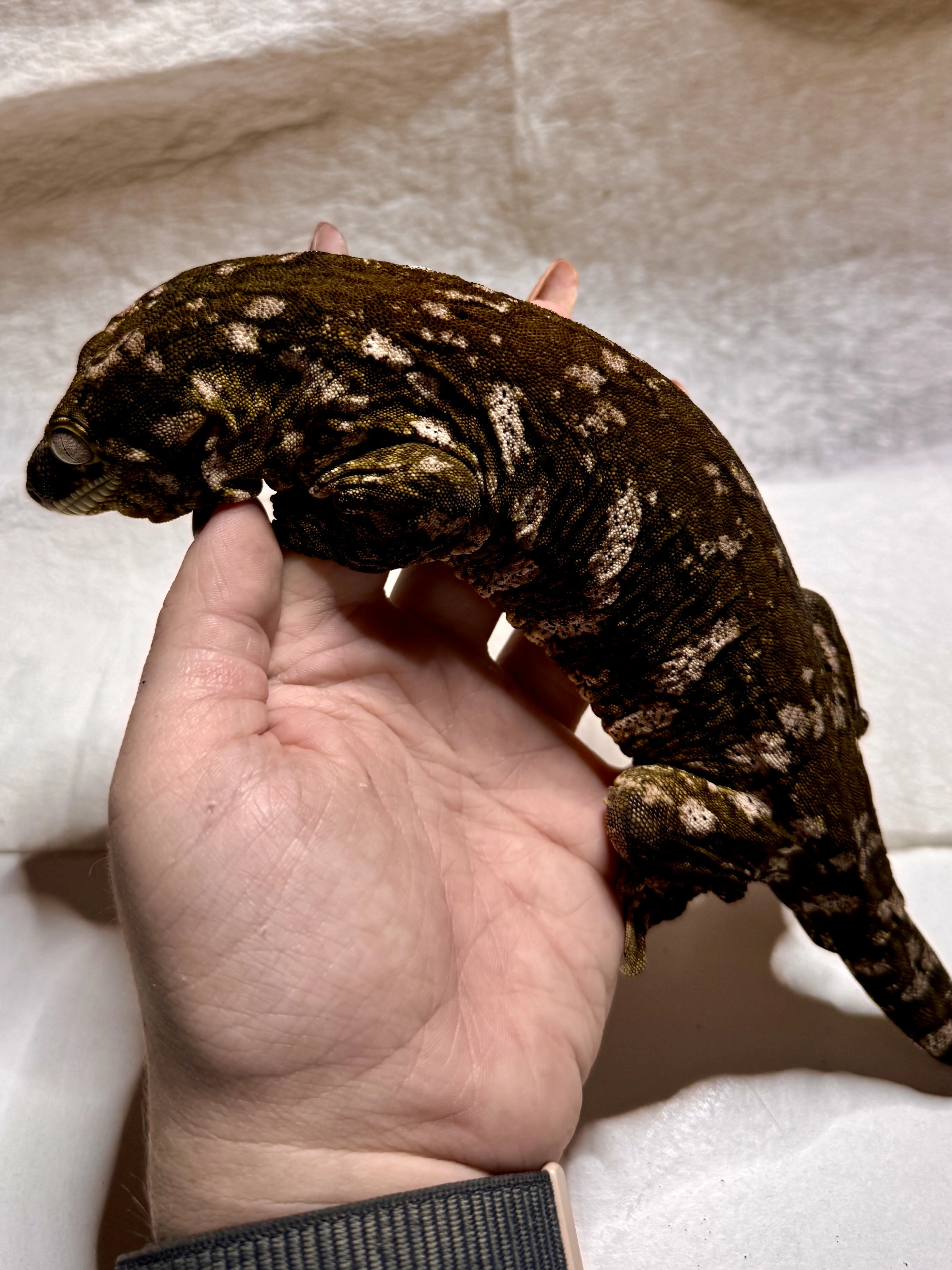 Prodám 1.2 Pagekon obří (Mt. Koghis)