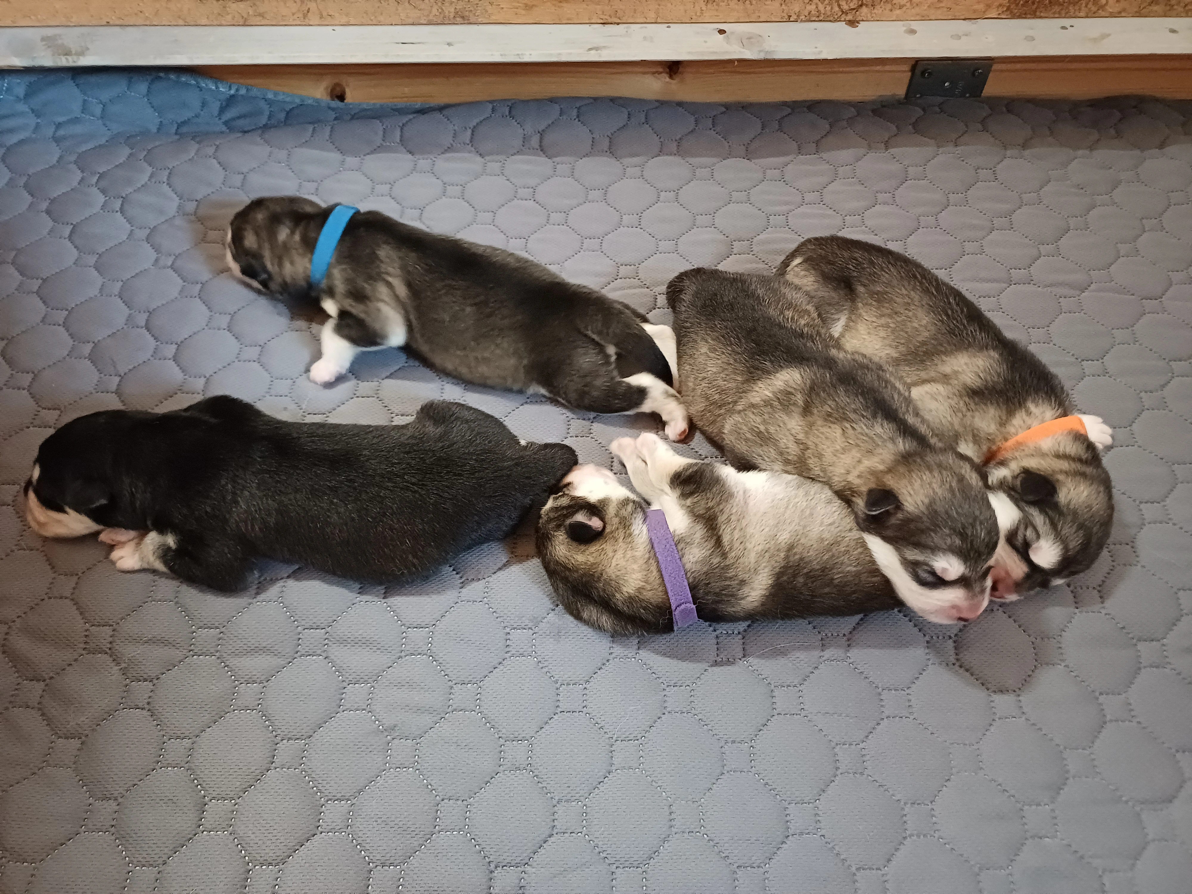 Štěňátka s PP - Aljašský malamut