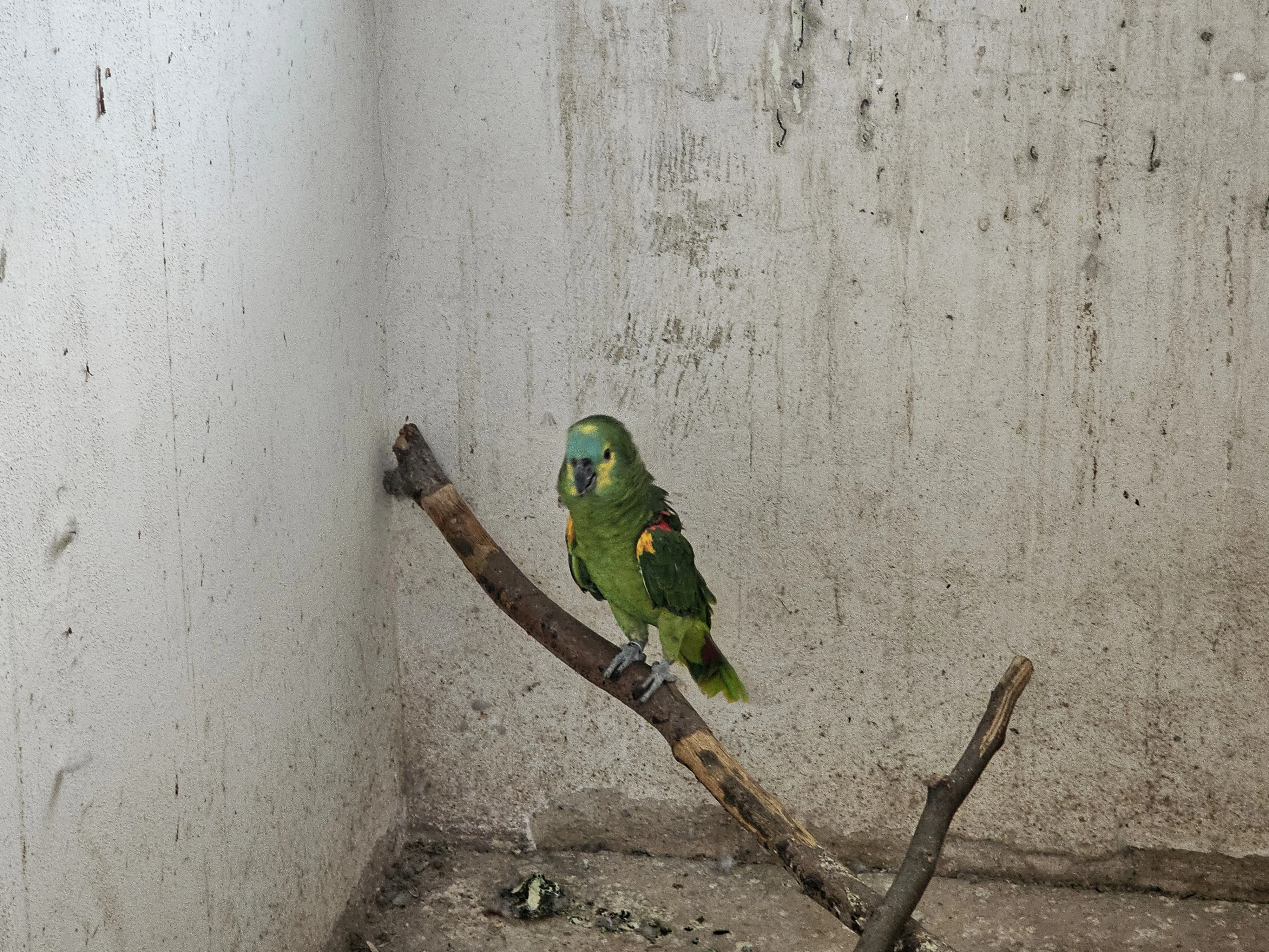 Ručně dokrmený a ochočený Amazoňan modročelý, ARA a Kakadu  buňky