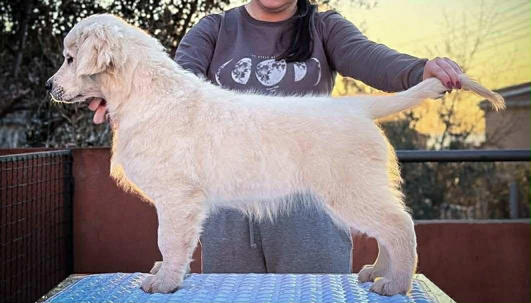 Zlatý retrívr – krásná štěňata