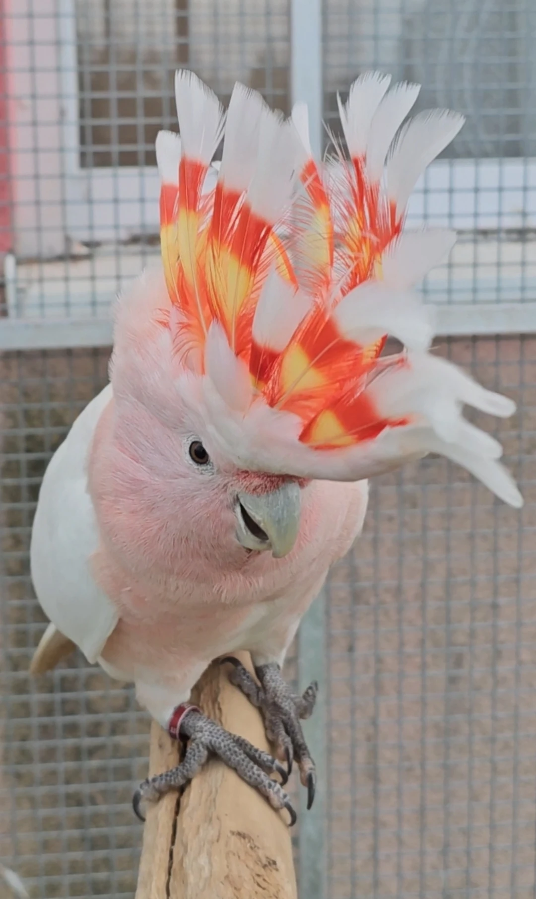 Kakadu inka samička