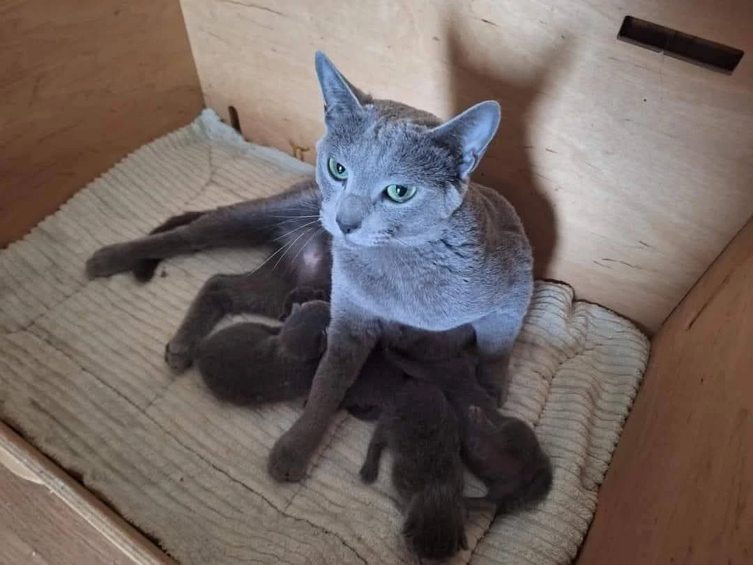 Ruský modrý kocourek s PP