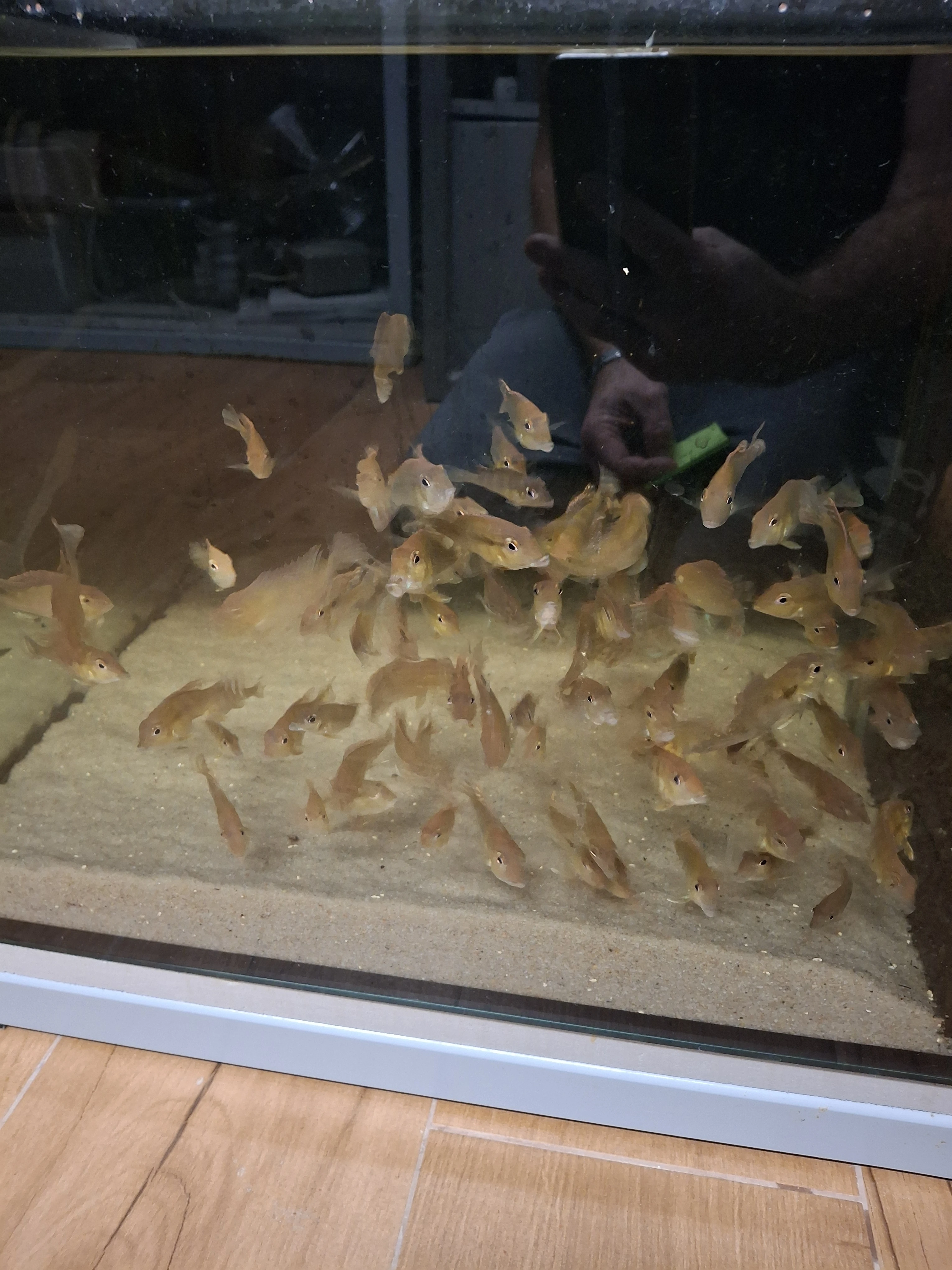 Geophagus tapajos red head