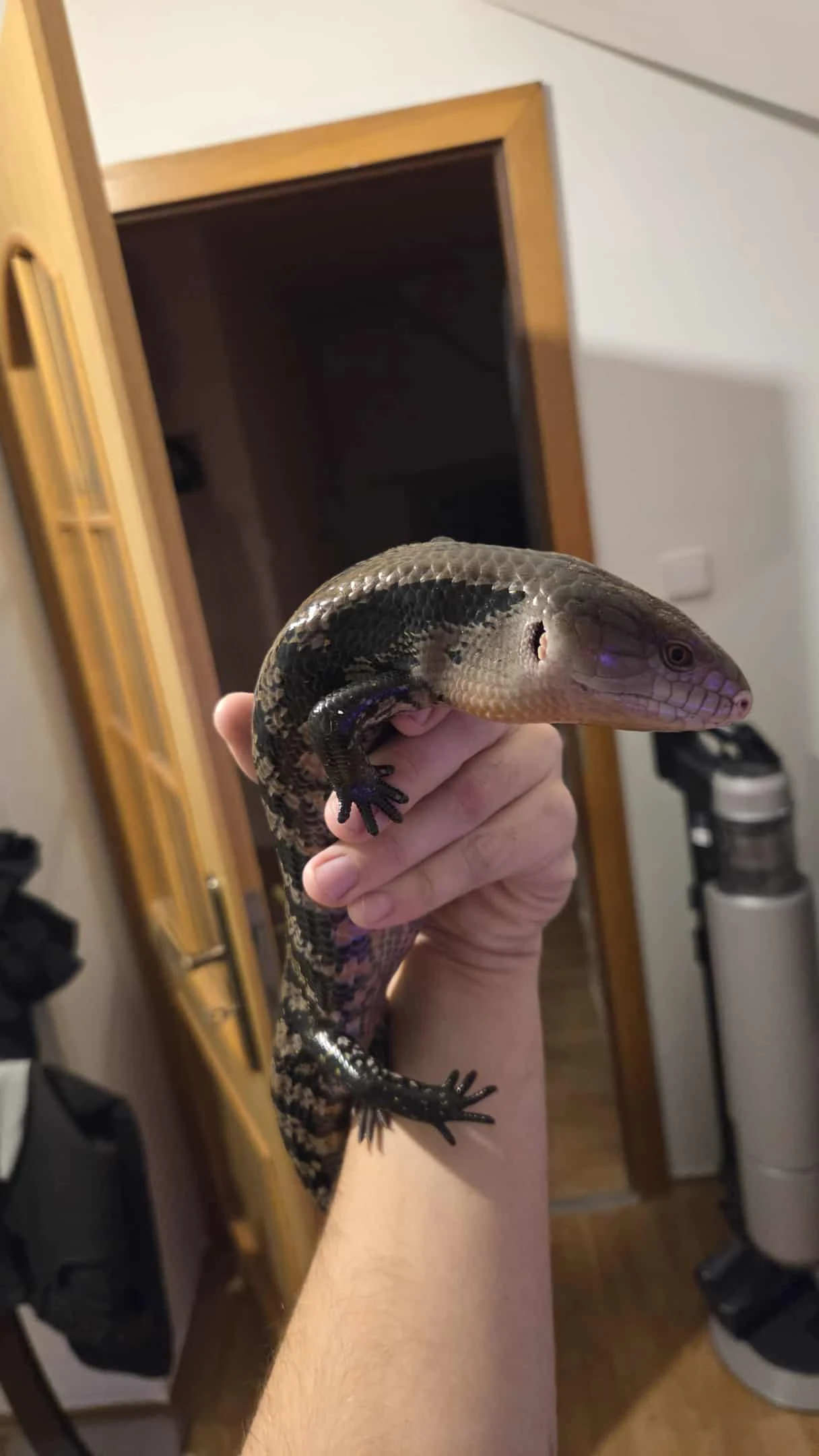 Tilikva obrovská (Tiliqua gigas)