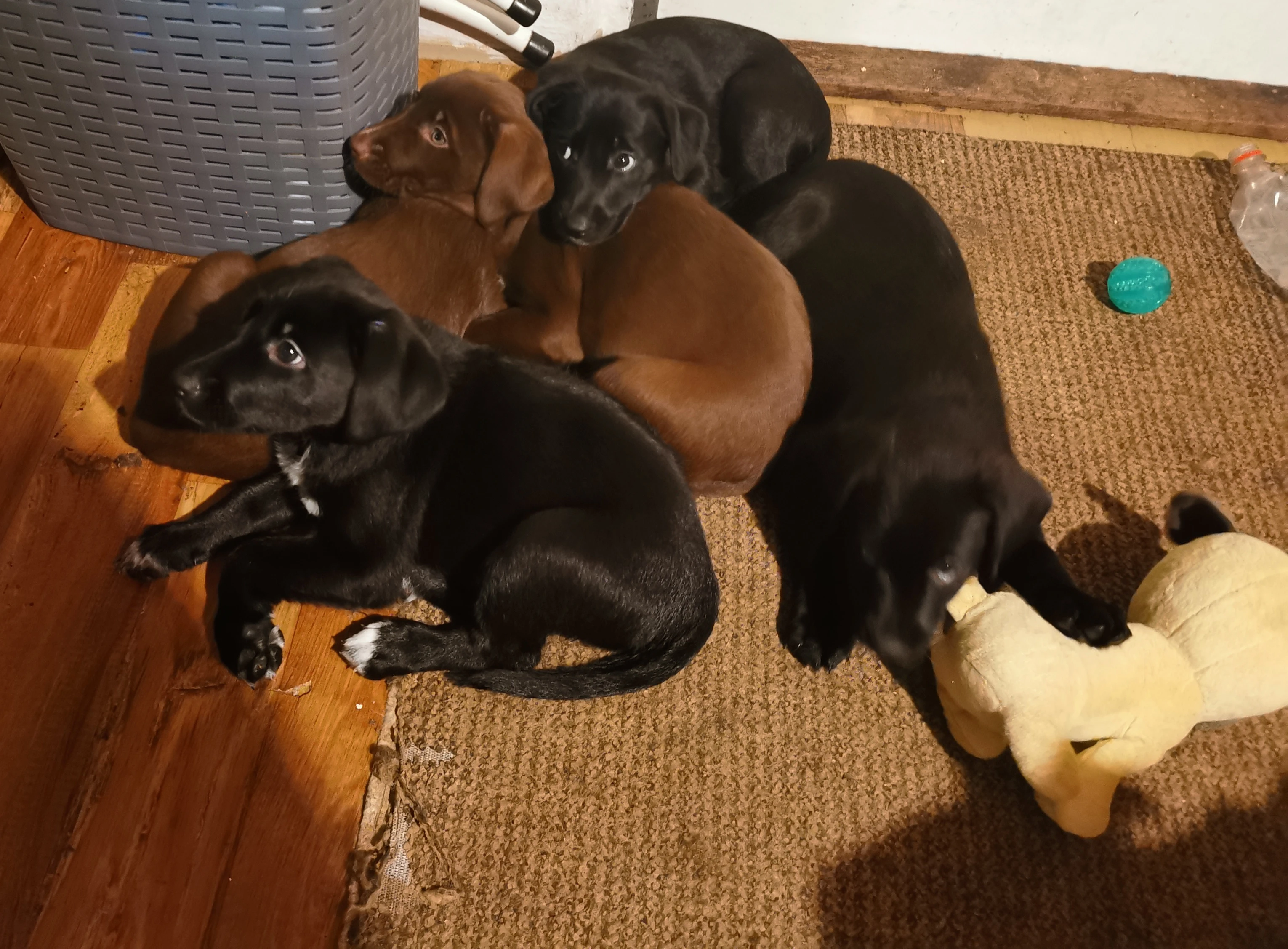 Štěňata k rezervaci - Rhodéský ridgeback  Border kolie