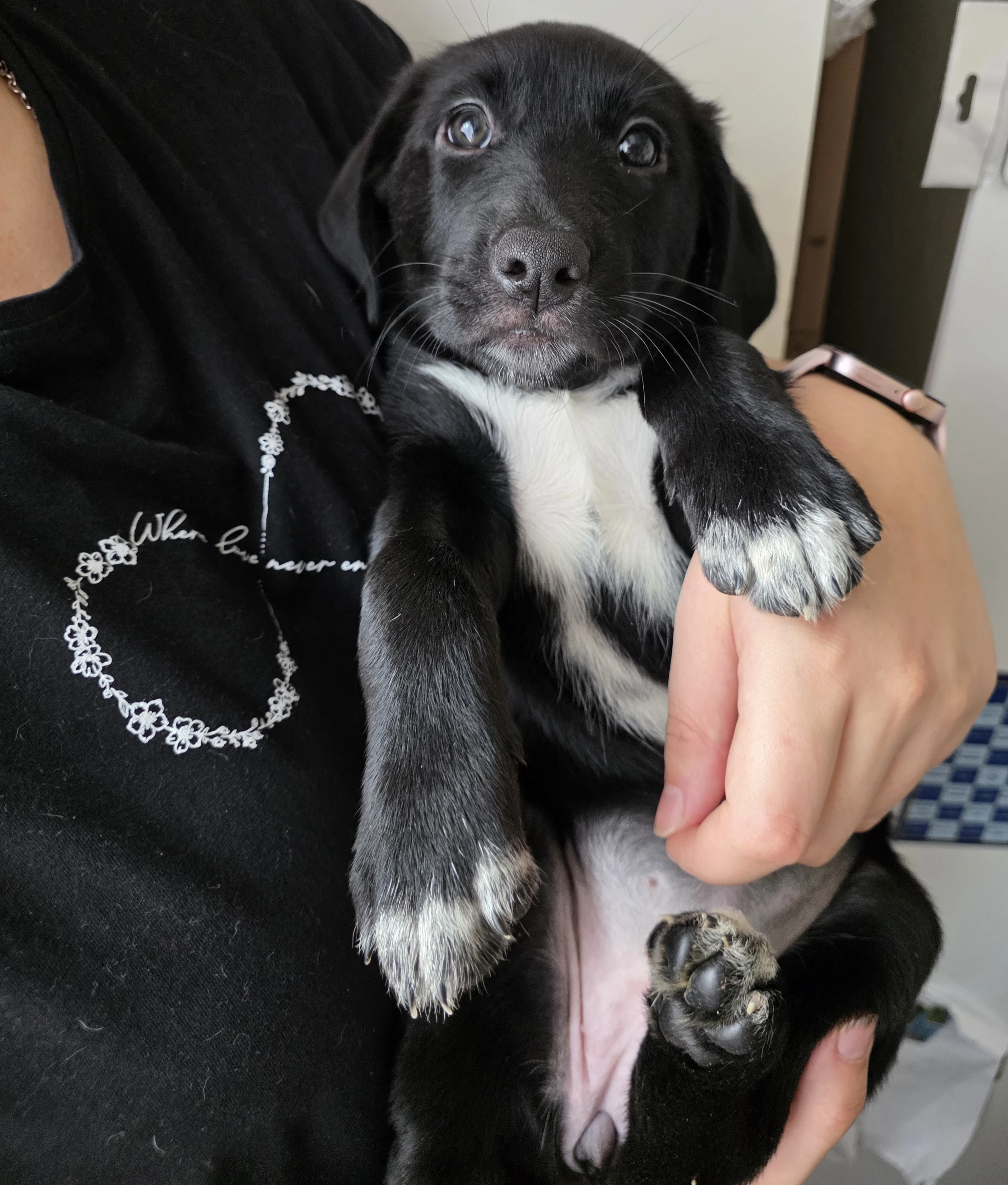 Štěňata k rezervaci - Rhodéský ridgeback  Border kolie