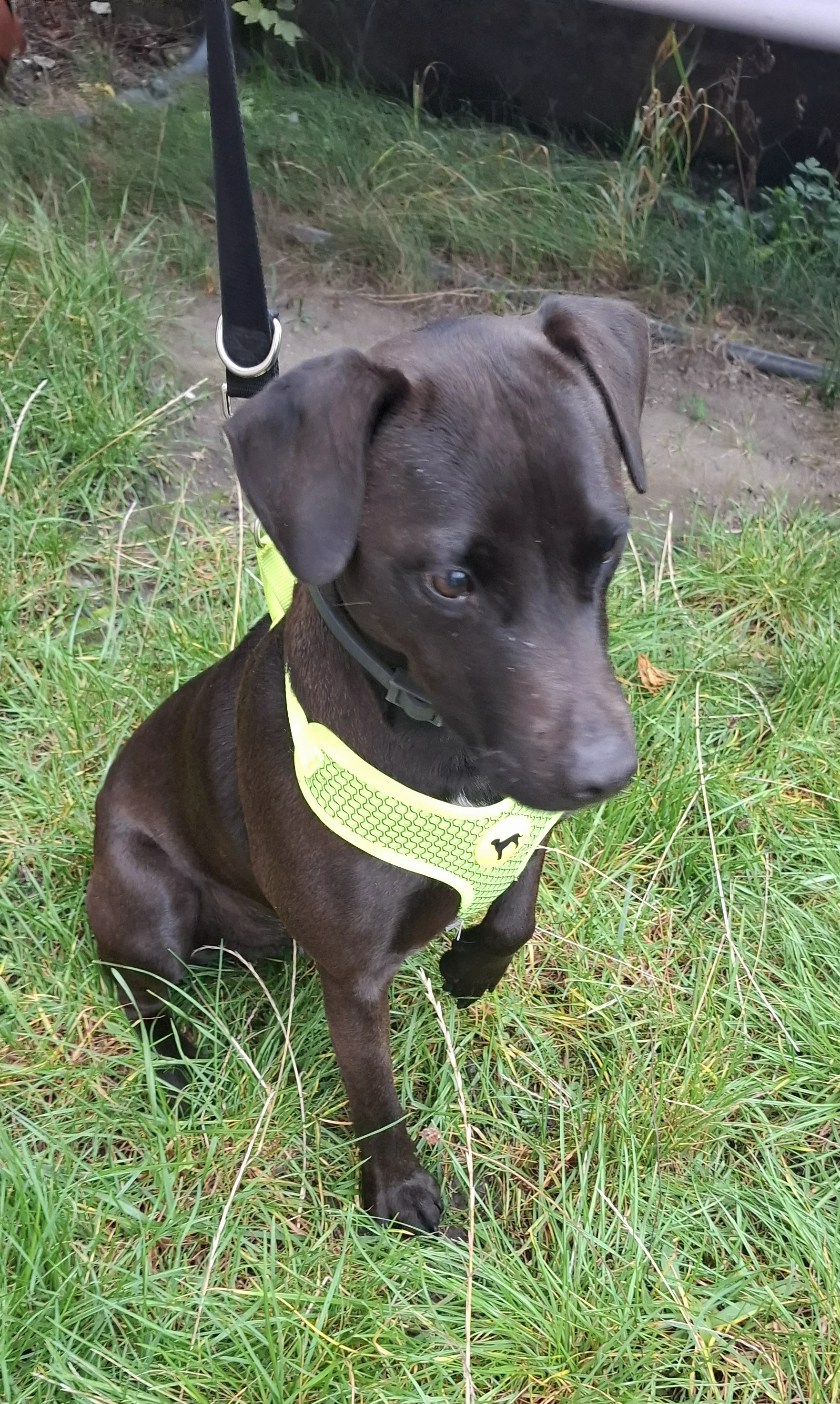 Lukas - Patterdale