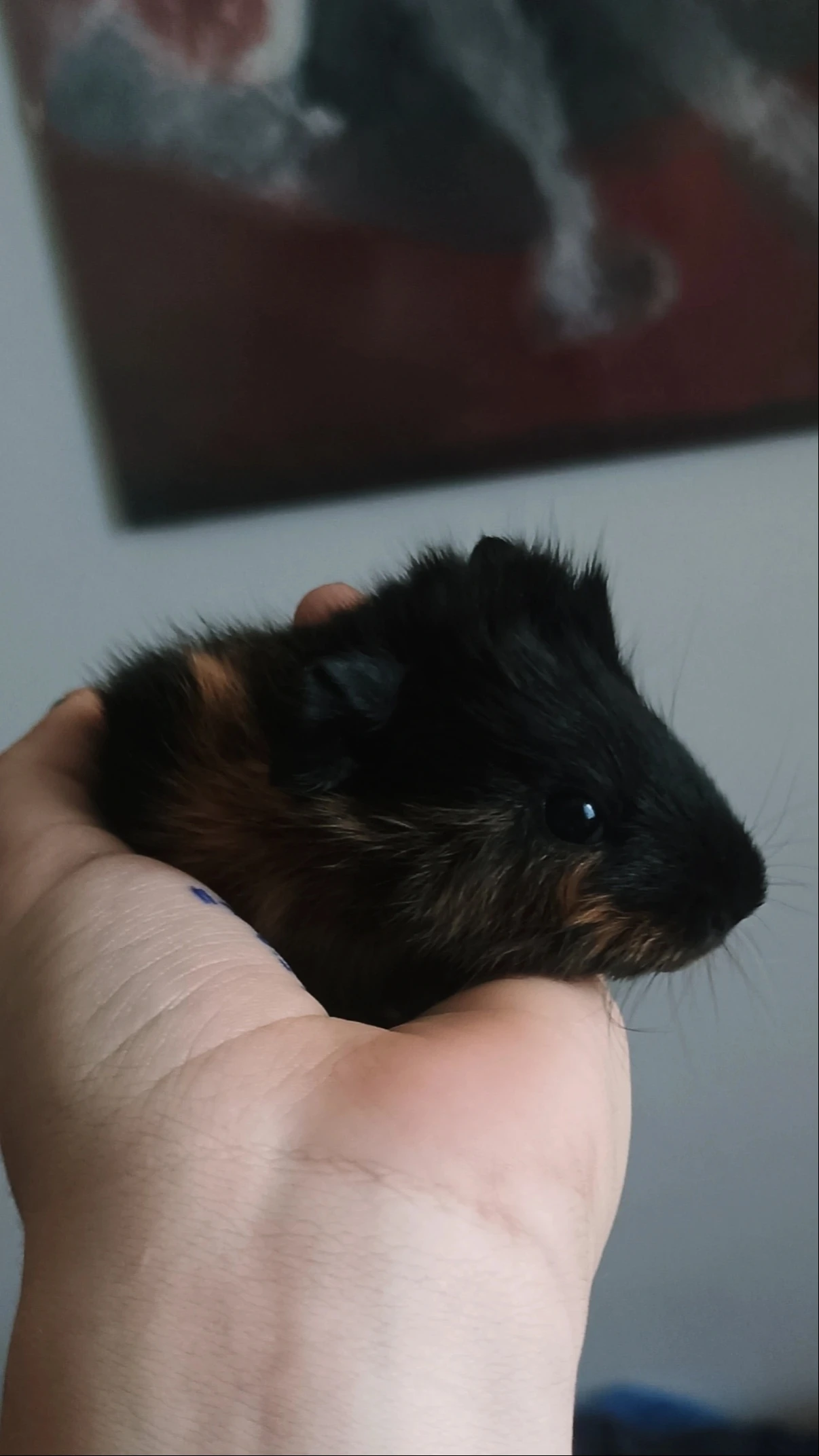 Morčecí kluci za symbolickou cenu